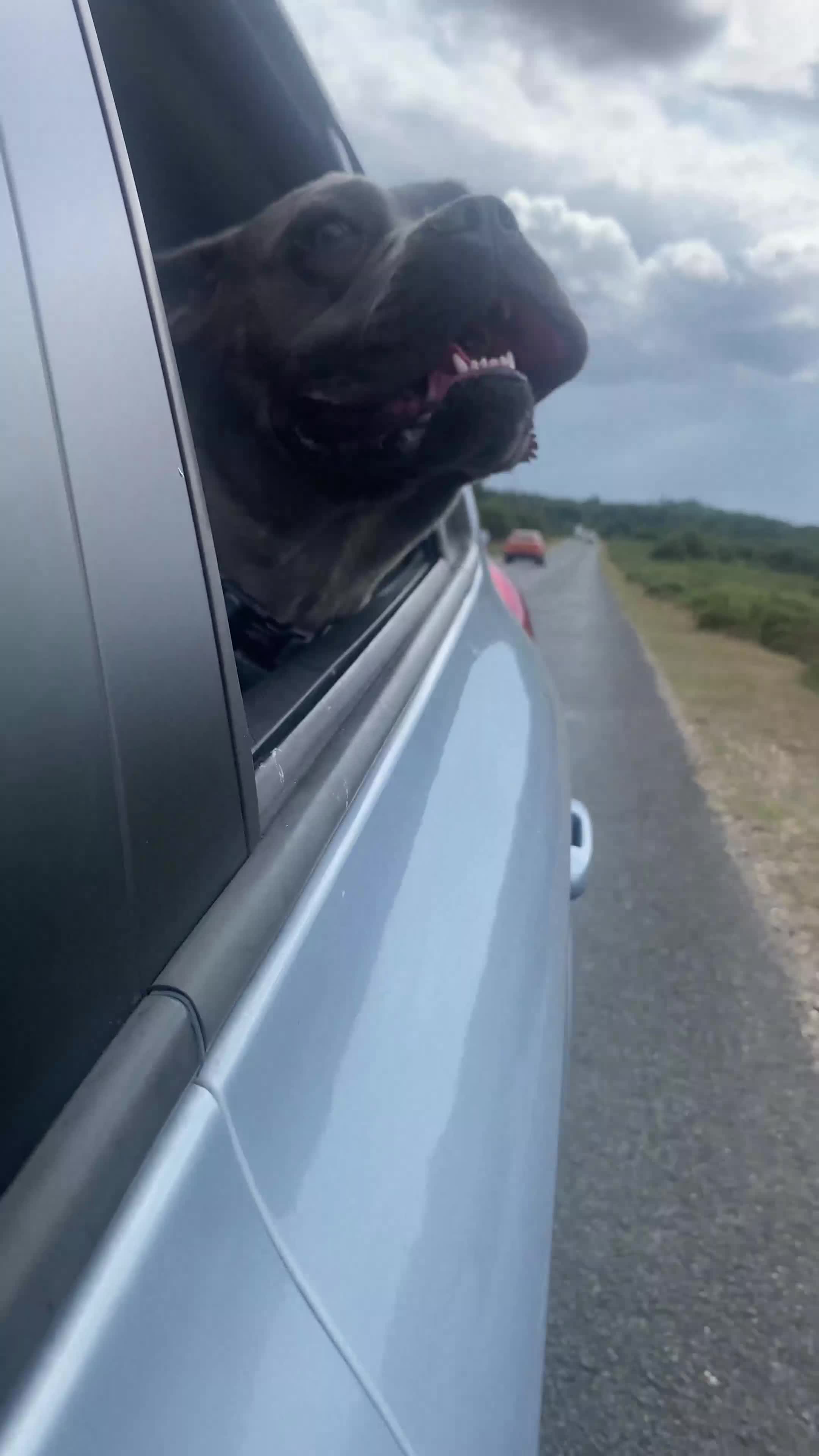 Cane Corso dogs for sale: Bonnie  - Video 1