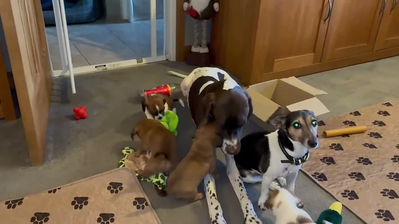 Mixed Breed dogs for sale: Shih-tzu cross jackshund in Bordon - Video 1