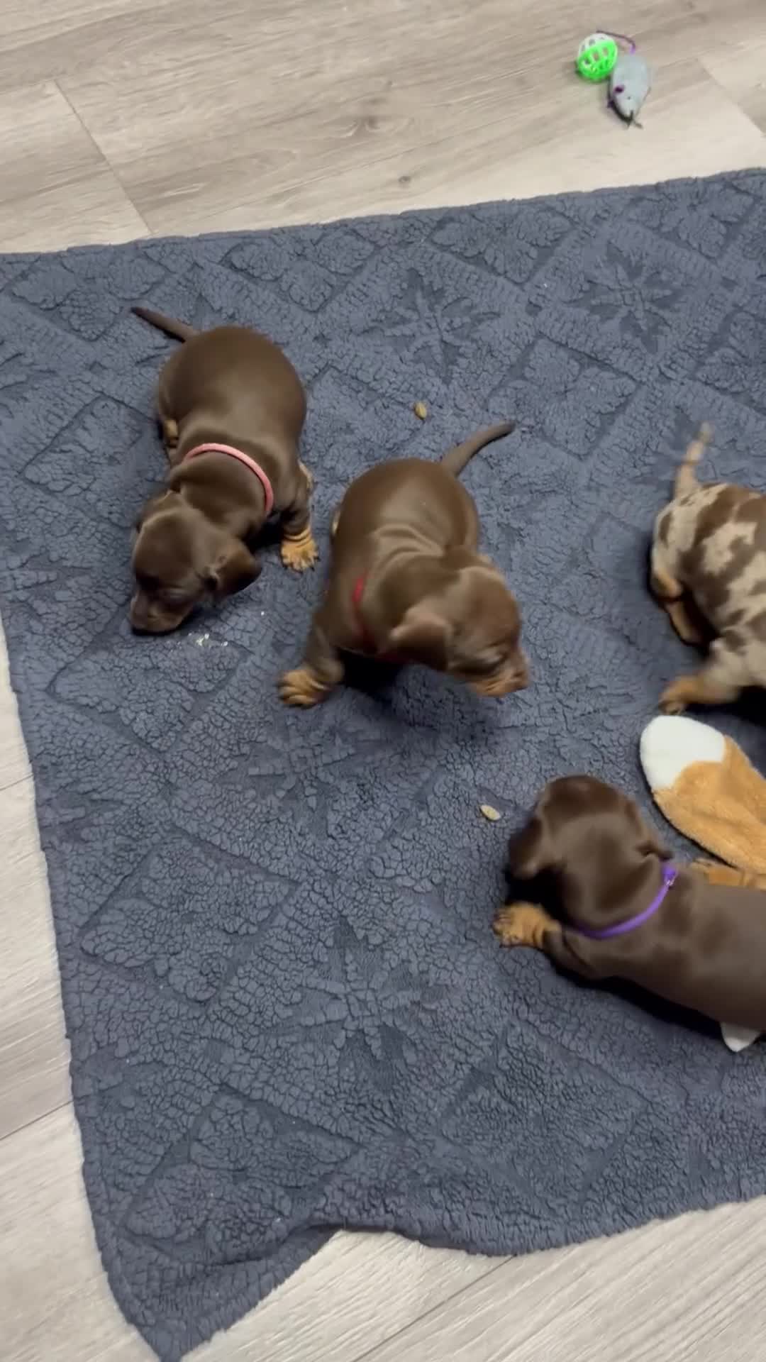 Dachshund dogs for sale: Beautiful little sausages  - Video 3