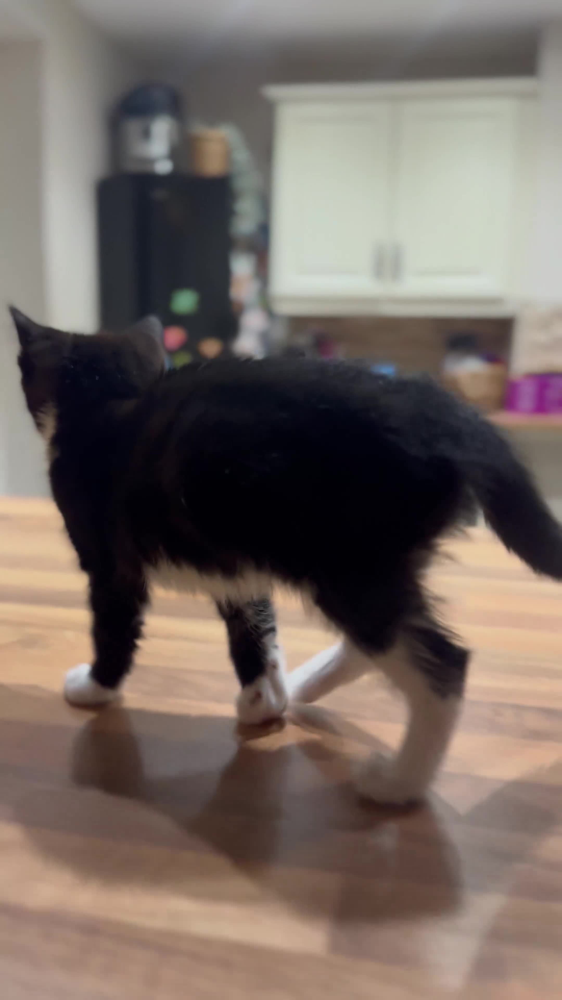 Domestic Shorthair cats for sale: **ONE GIRL LEFT** Female Tabby & Tuxedo Kittens - Video 1