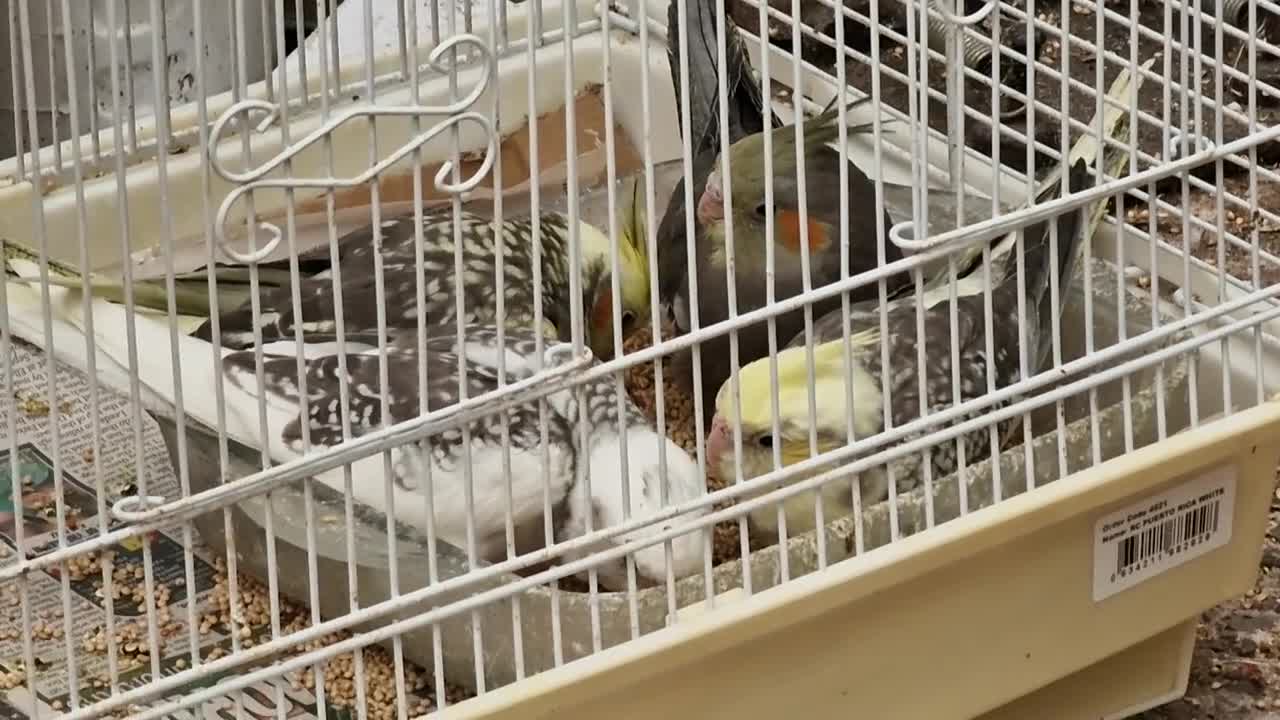 Cockatiels birds for sale: Super hand tamed baby cockatiels  - Video 4