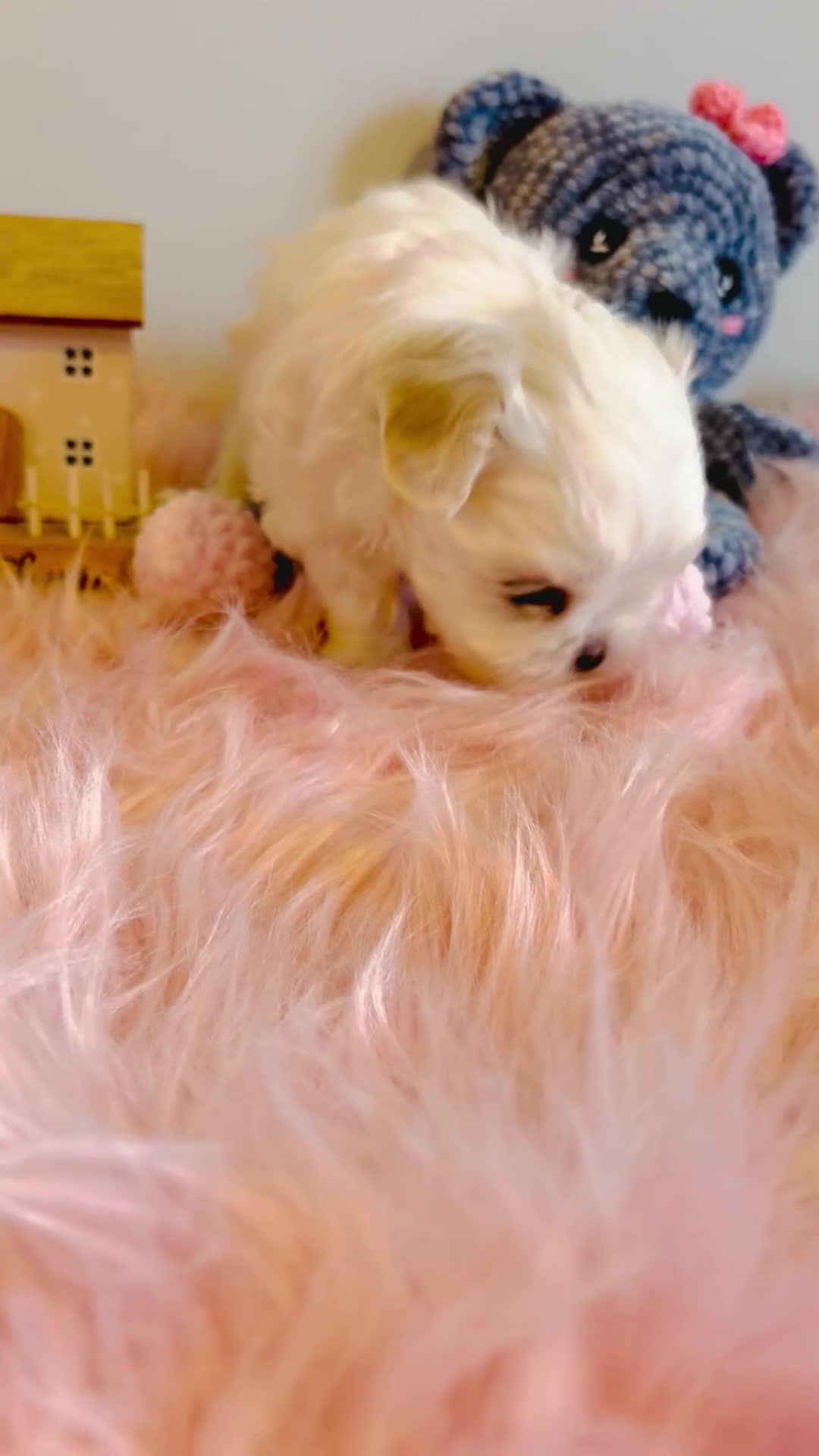 Maltese dogs for sale: ❤️🩵Full Korean Baby pups🩵❤️ - Video 1