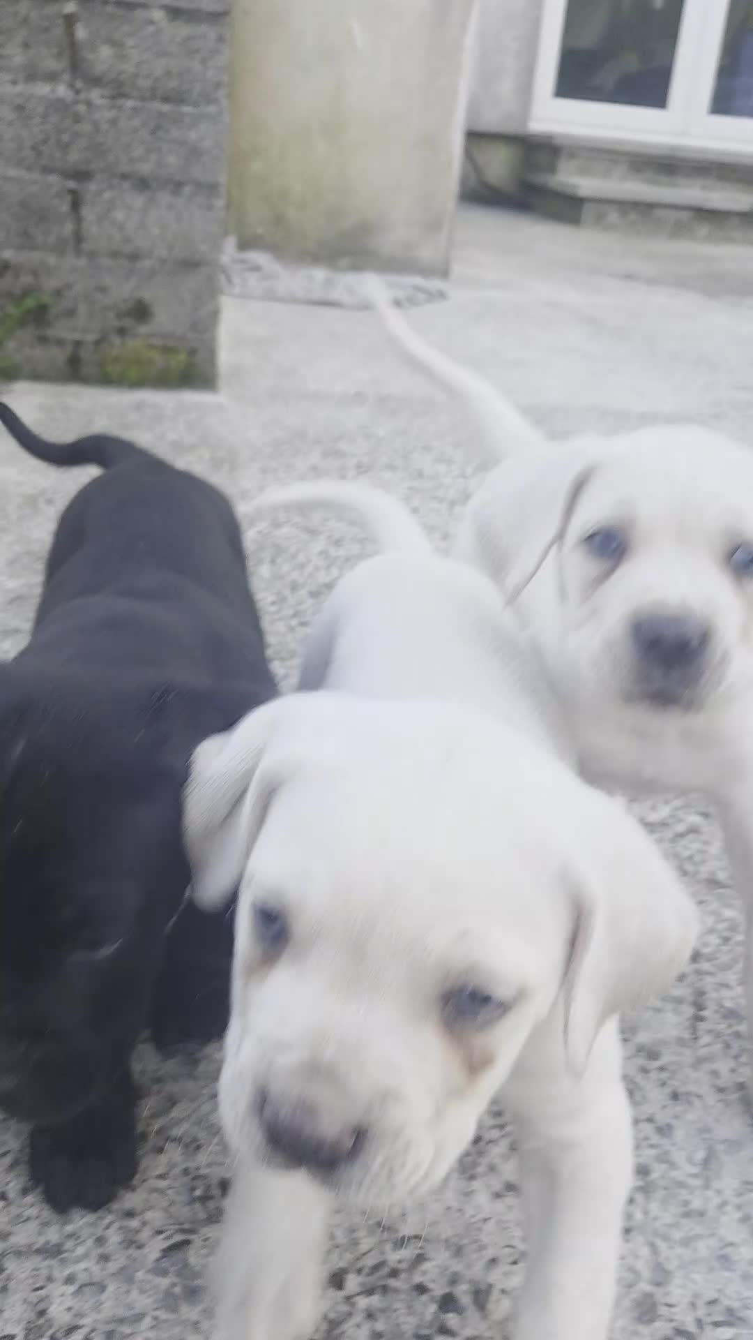 Cane Corso dogs for sale: Straw Cane Corso Pups - Video 2