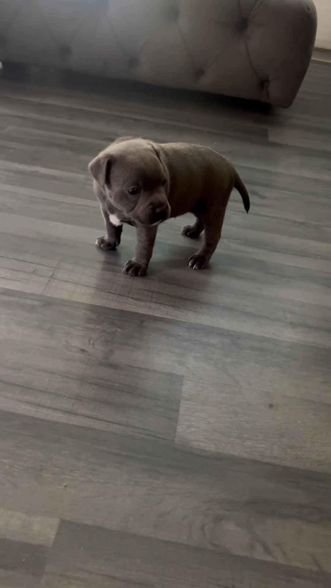 Staffordshire Bull Terrier dogs for sale: LAST BOY LEFT KC REGISTERED 5 STAR BLUE   - Video 5