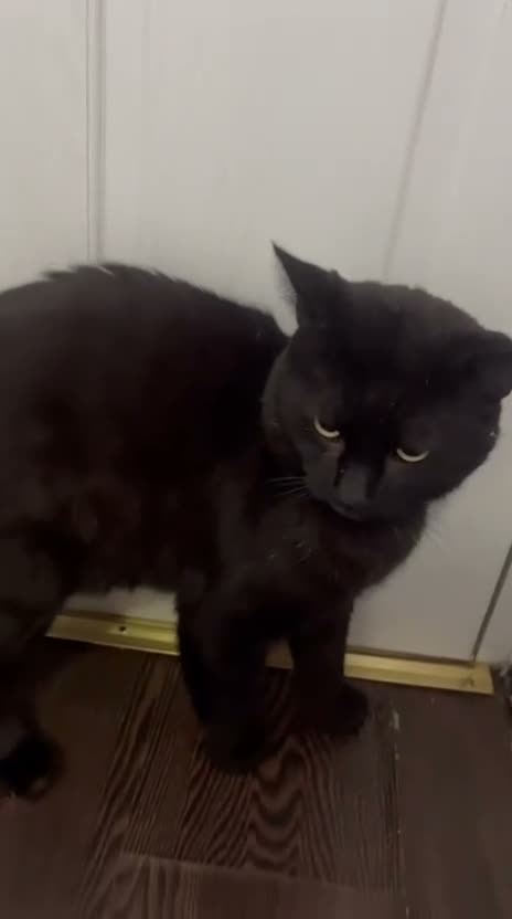 Domestic Shorthair cats for adoption: Rescue male cat needs pet free home of his own - Video 2