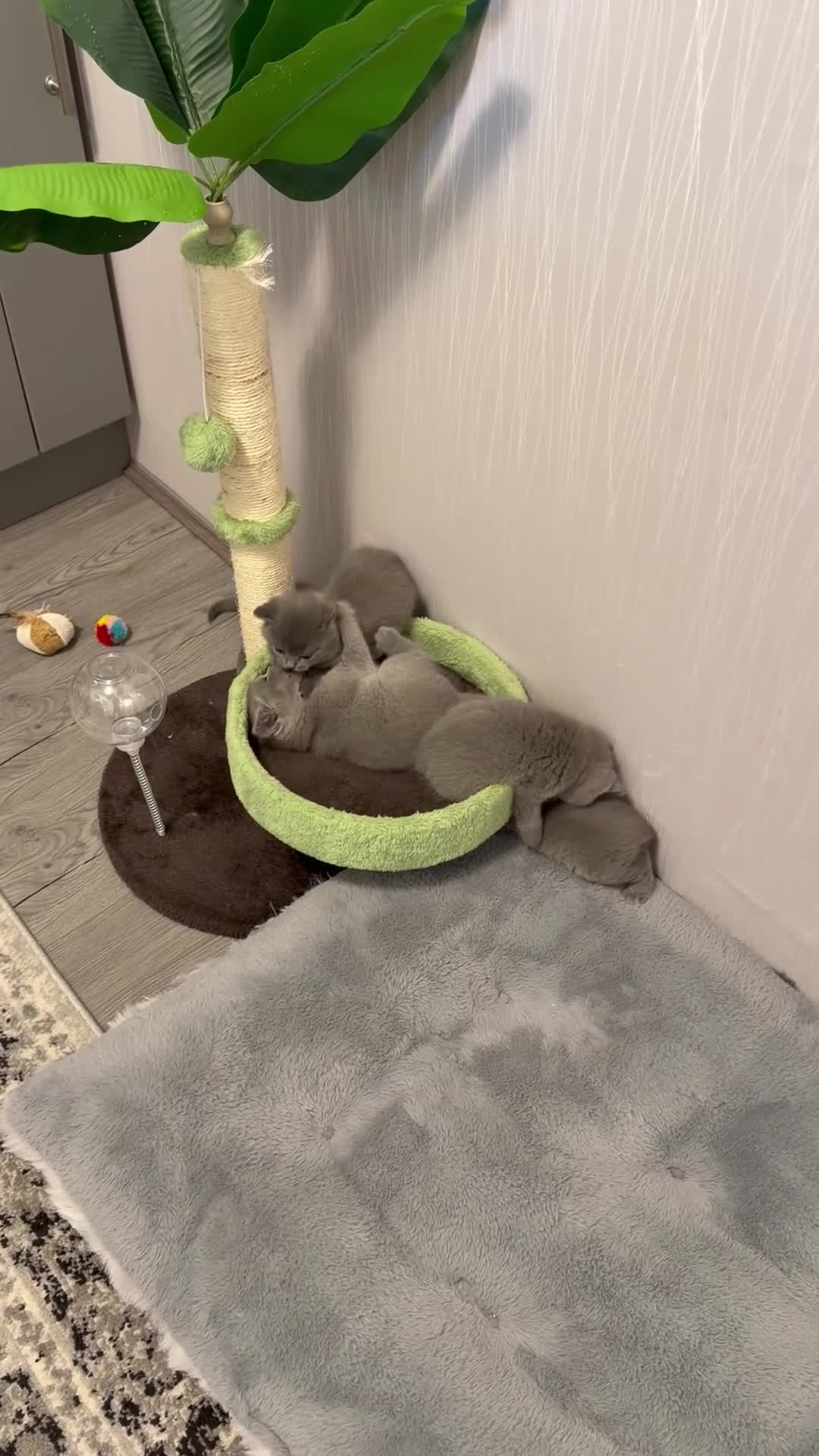 British Shorthair cats for sale: Gorgeous British shorthair kittens available  in Coventry - Video 1