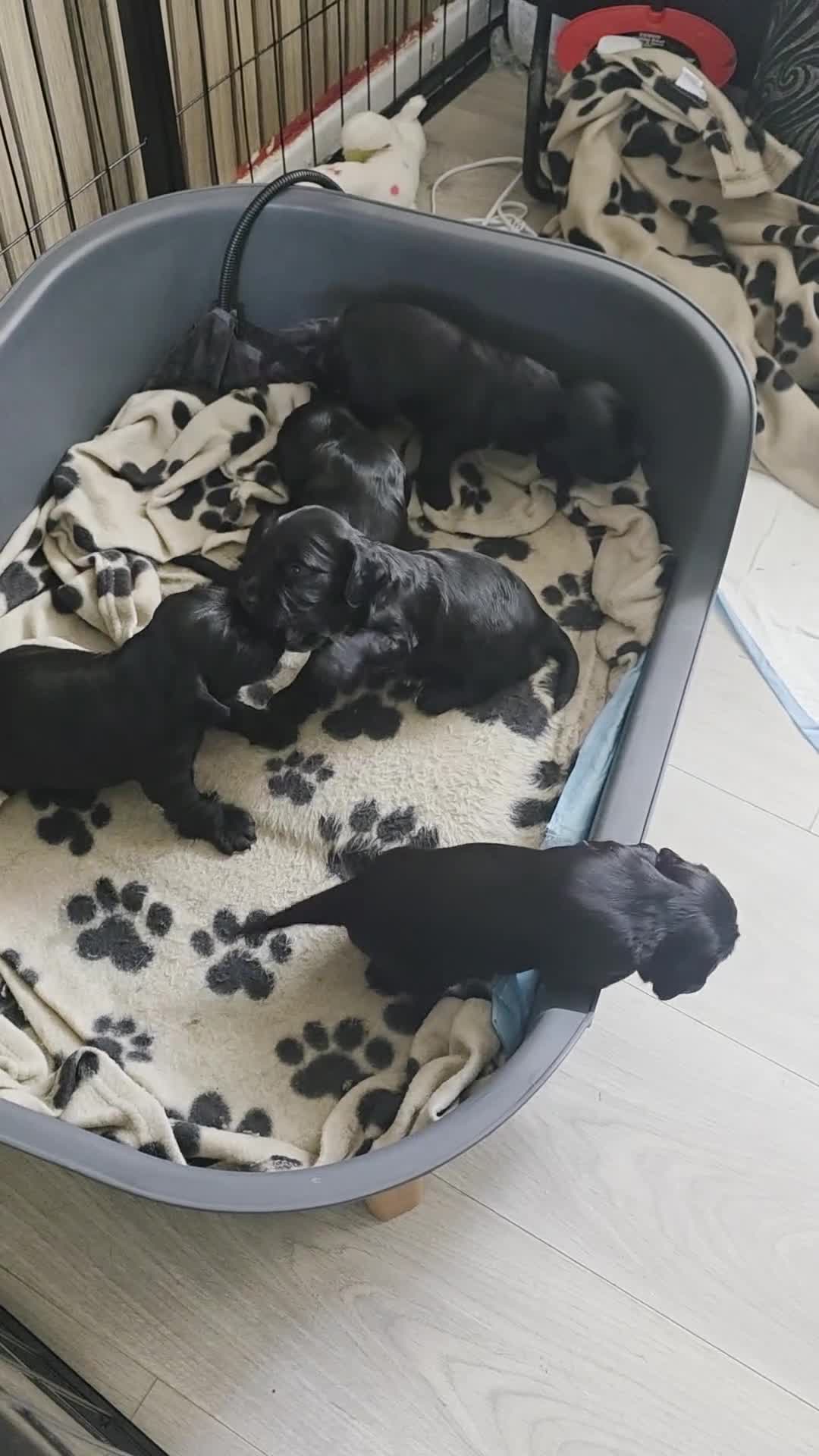 Sprocker dogs for sale: Sprocker puppies for sale. - Video 1