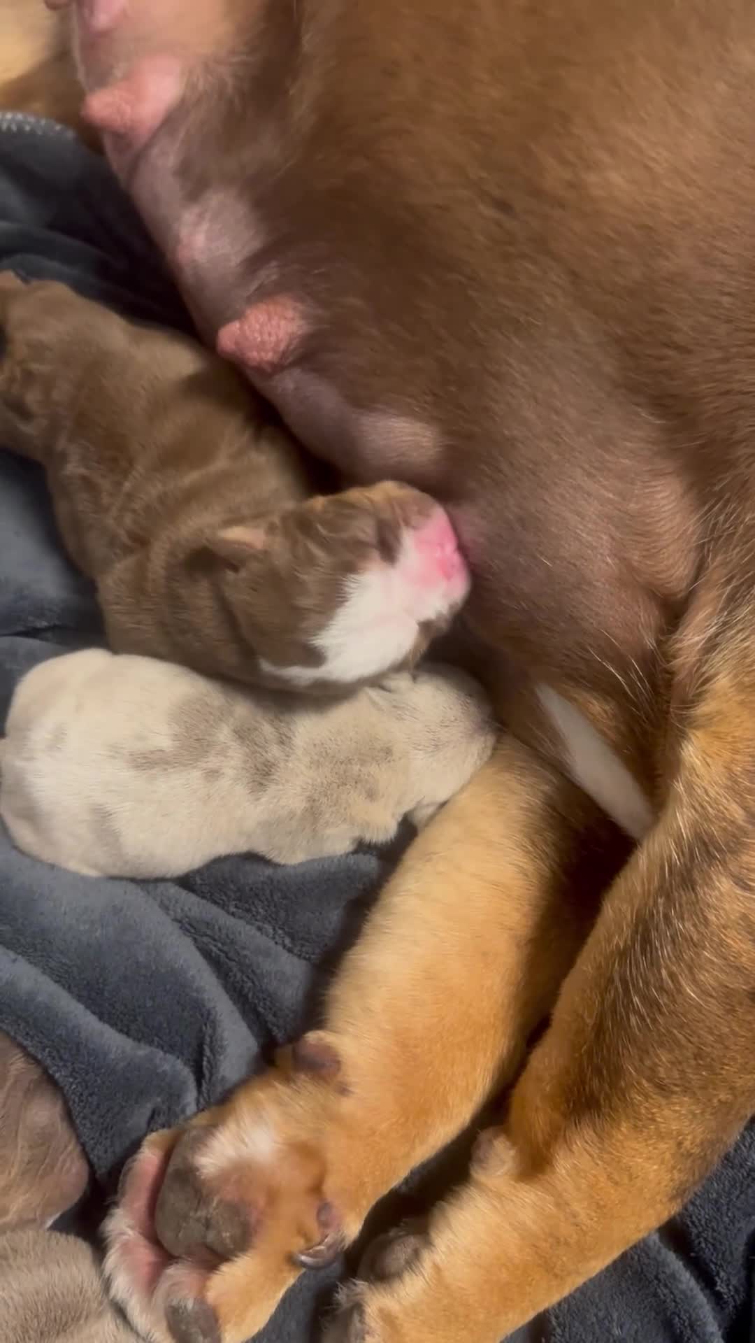 English Bulldog dogs for sale: English Bulldog pups  in Manchester - Video 1