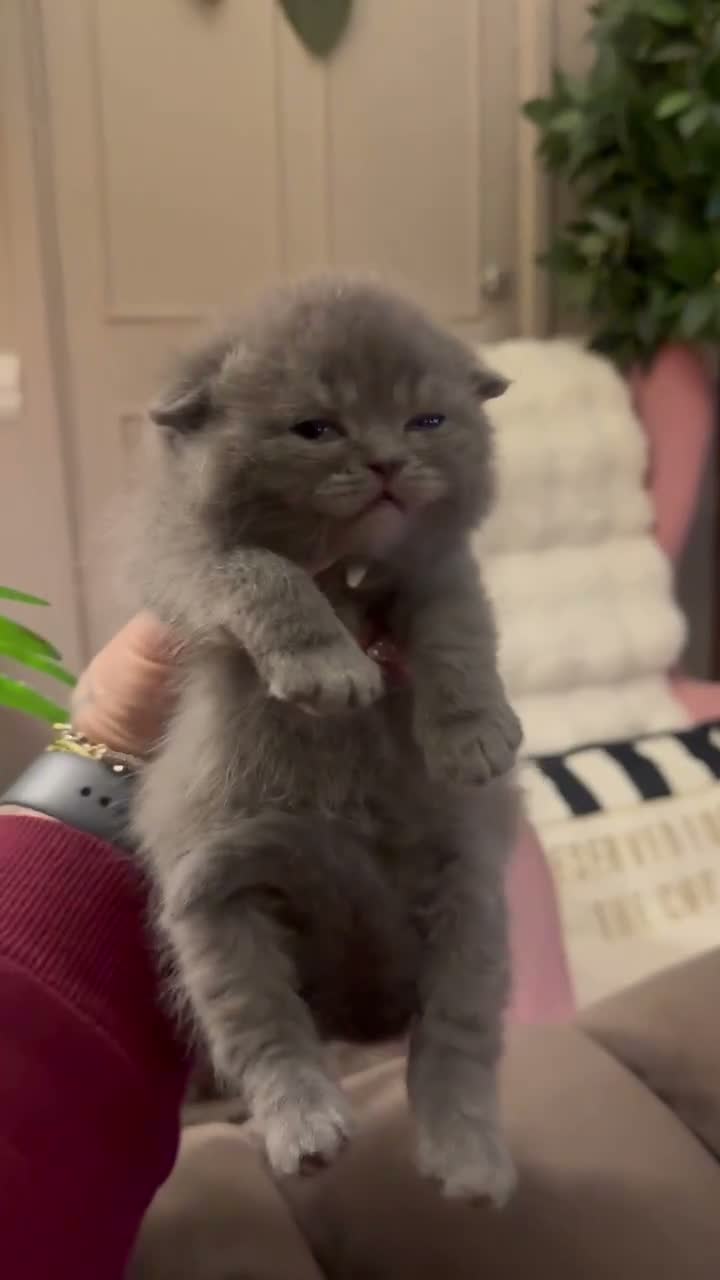 British Shorthair cats for sale: Outstanding Kittens Ready Before  ** 😻🐾🏆🥇 - Video 1