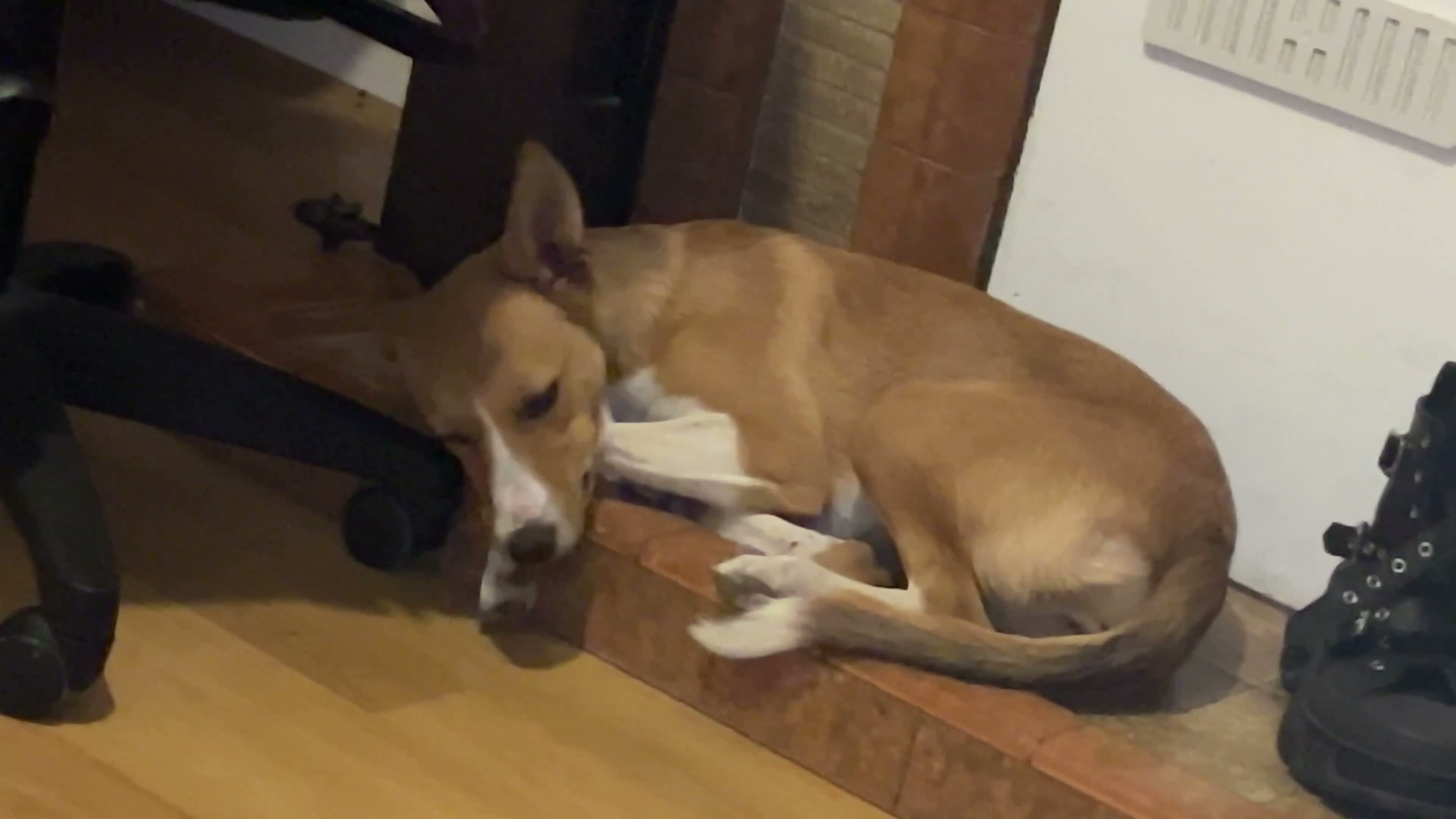 Mixed Breed dogs for sale: Willow - 7 months old in London - Video 1
