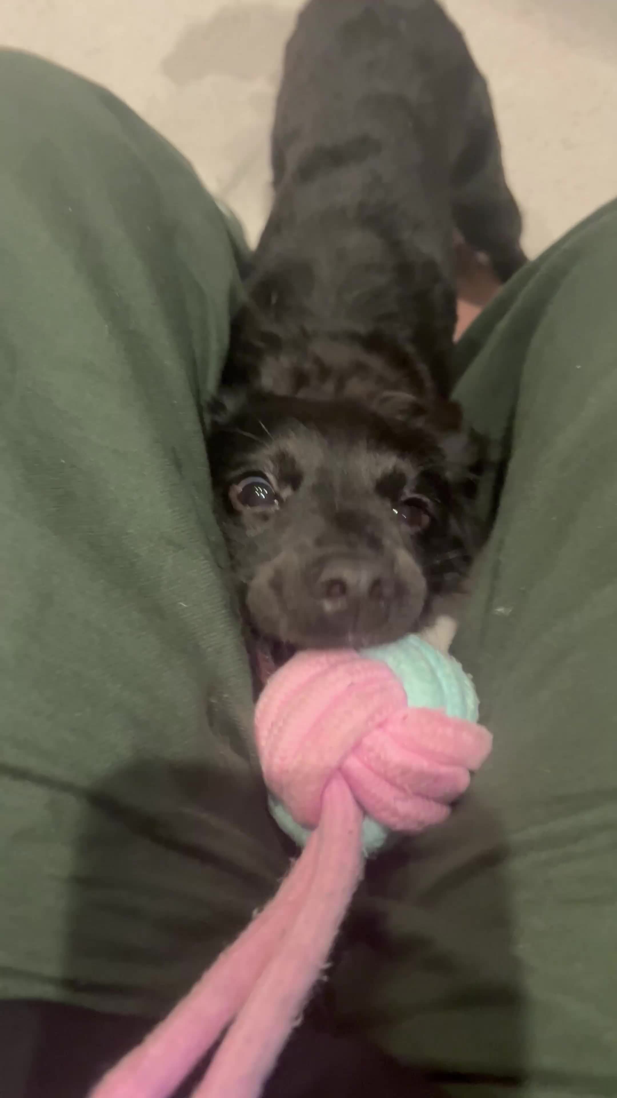 Cockapoo dogs for sale: Dolly - 1 year old Toy Cockapoo - Video 1