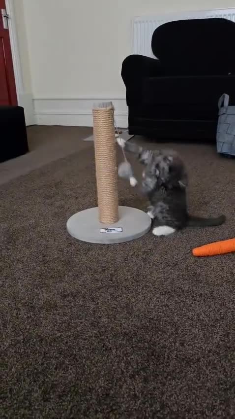 Persian cats for sale: Persian chinchilla  - Video 1