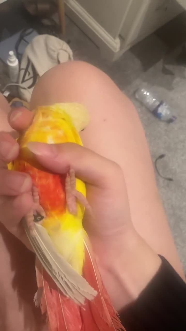 Conures birds for sale: Suncheek Conure Female - Video 1
