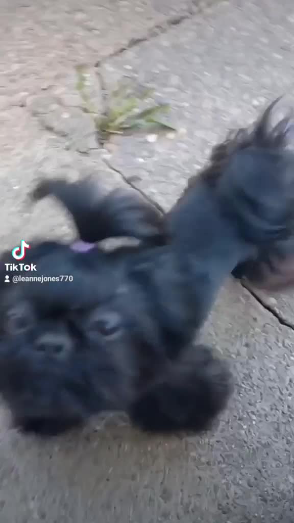 Shih Tzu dogs for stud: Stunning imperial shih-tzu stud - Video 1