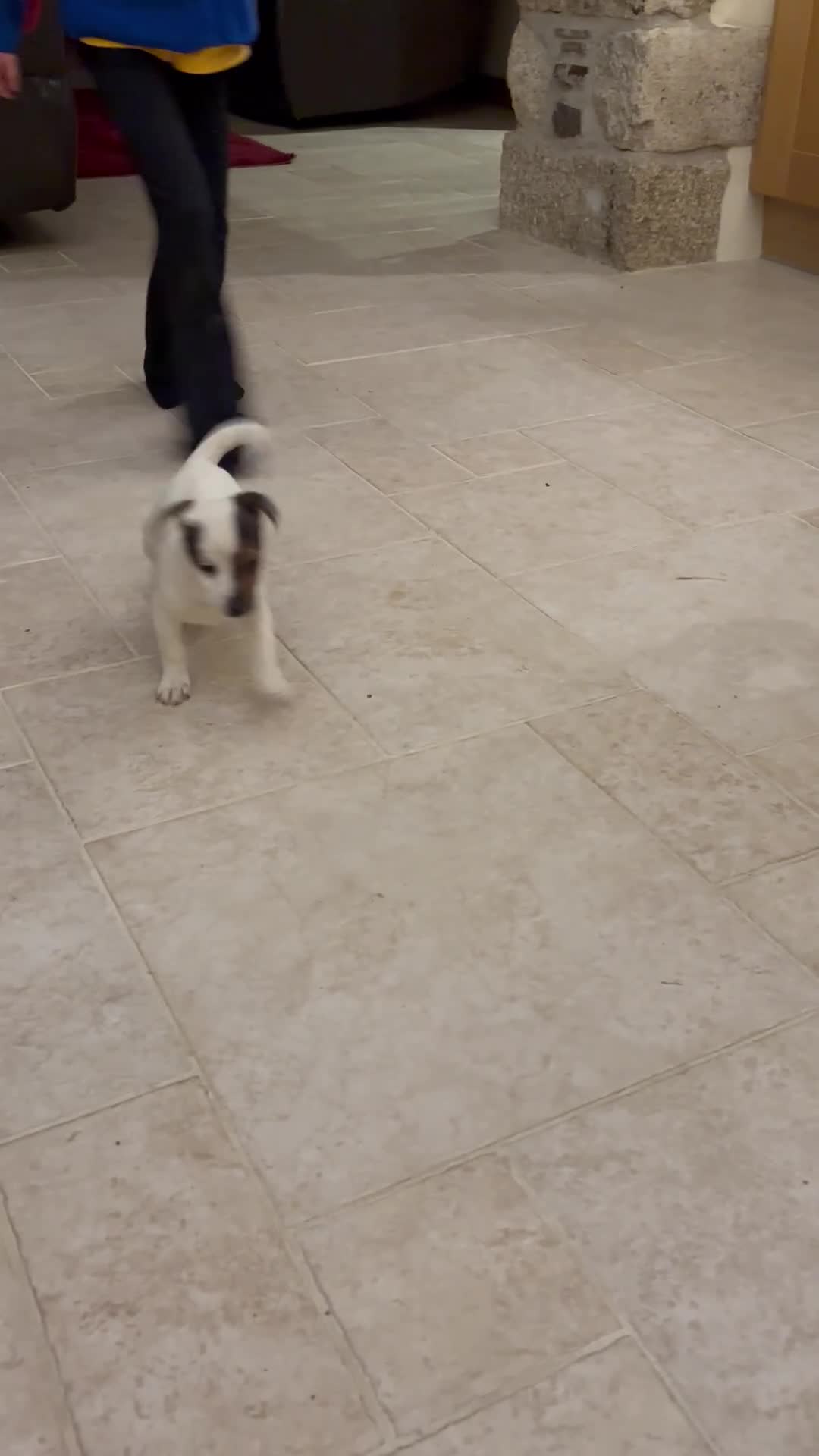 Jack Russell dogs for sale: Jack Russell Puppy  - Video 2