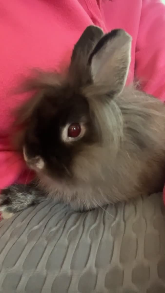 Netherland Dwarf rabbits for sale: Netherland Dwarf / Miniture Lionhead babies - Video 1