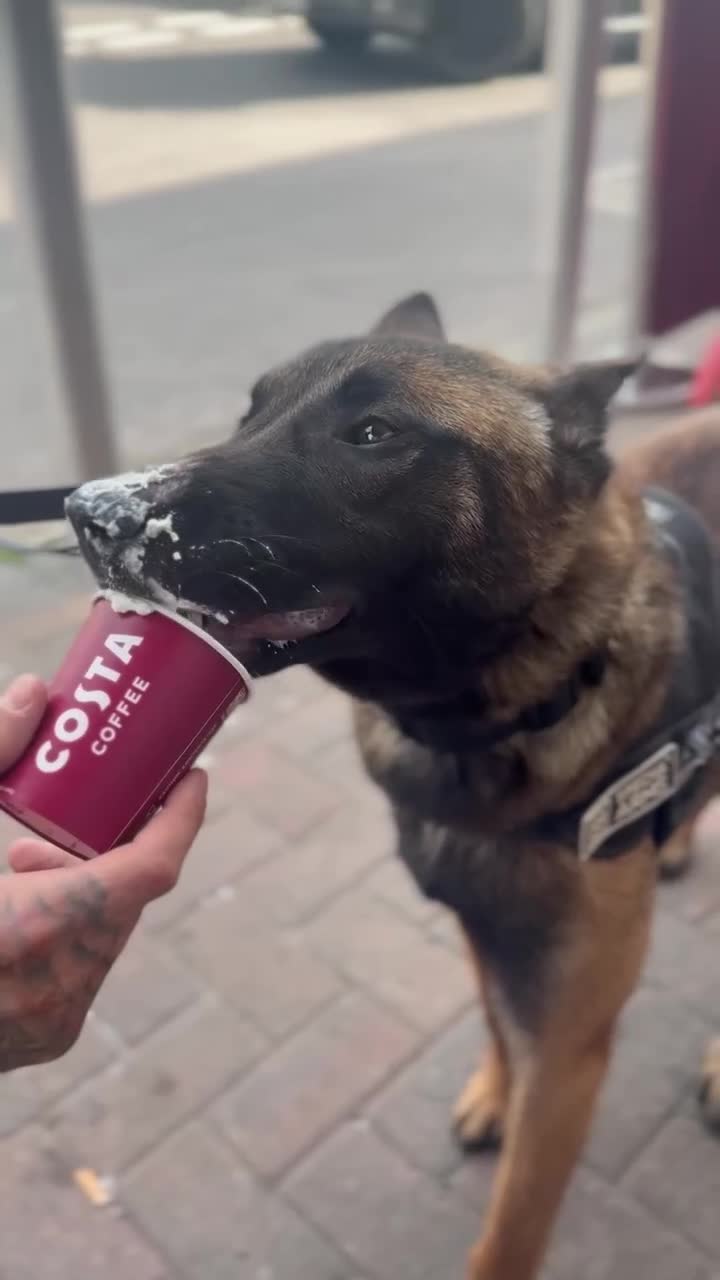 Belgian Shepherd Dog dogs for sale: Belgian Shepard Malinois - Video 1