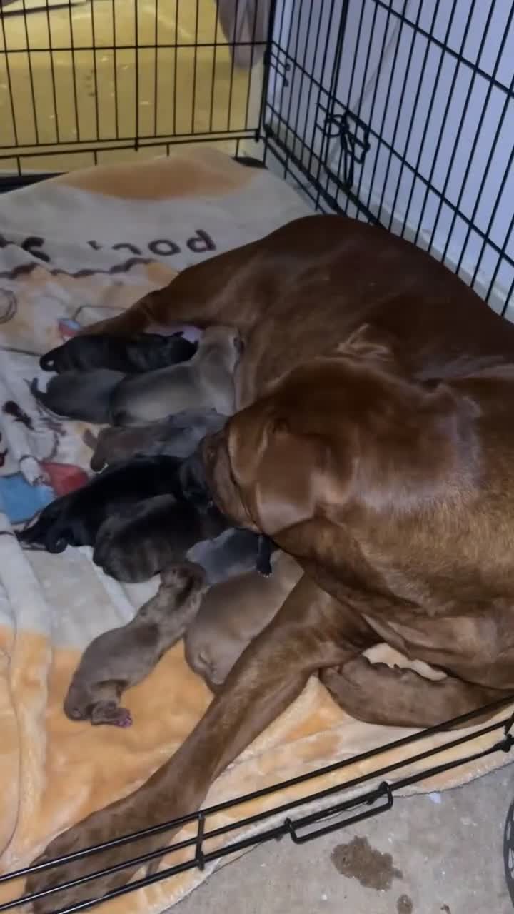 American Bull Staffy dogs for sale: Miss jay  - Video 1