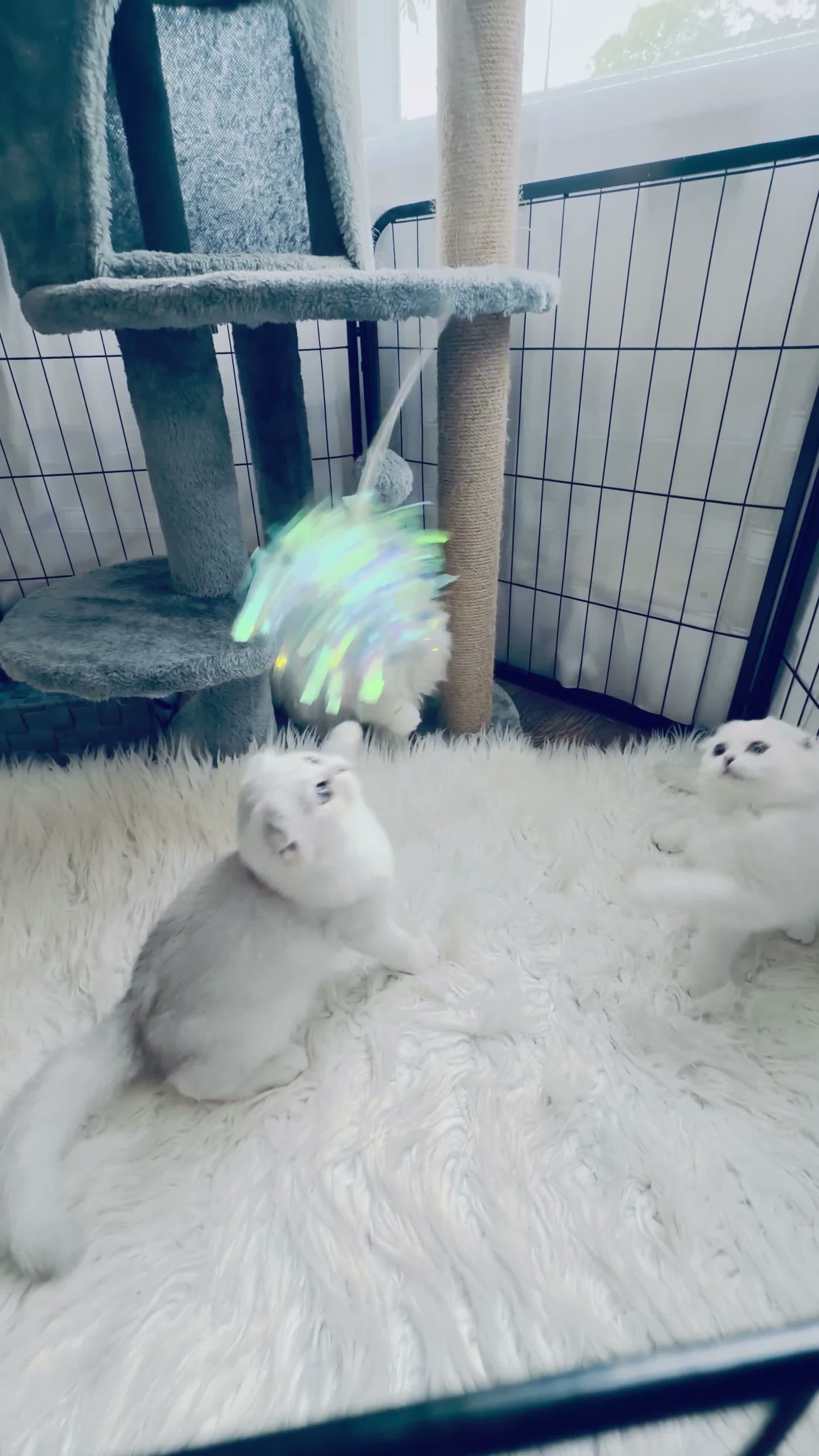 Scottish Fold cats for sale: 💞Beautiful Chinchilla Scottish fold kittens 💞🐾 - Video 5