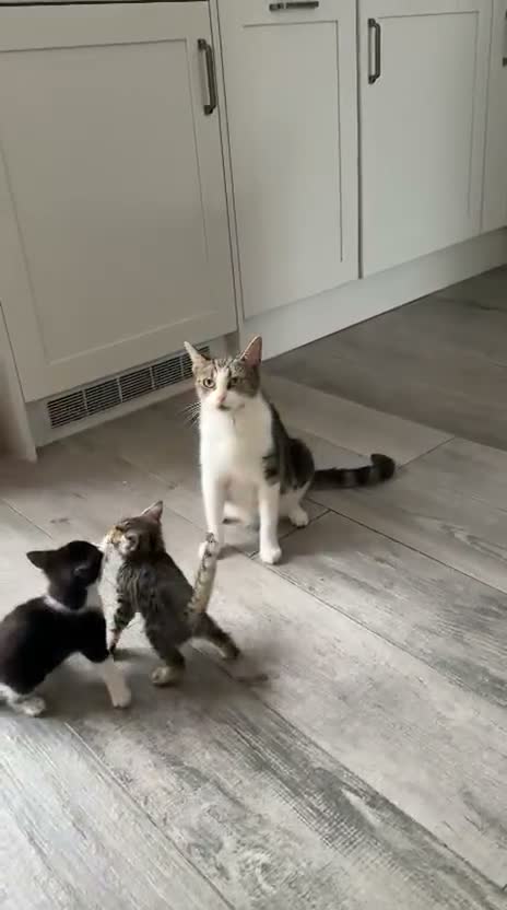 Mixed Breed cats for sale: Beautiful Female Kitten Seeking Loving Home in Romford - Video 1