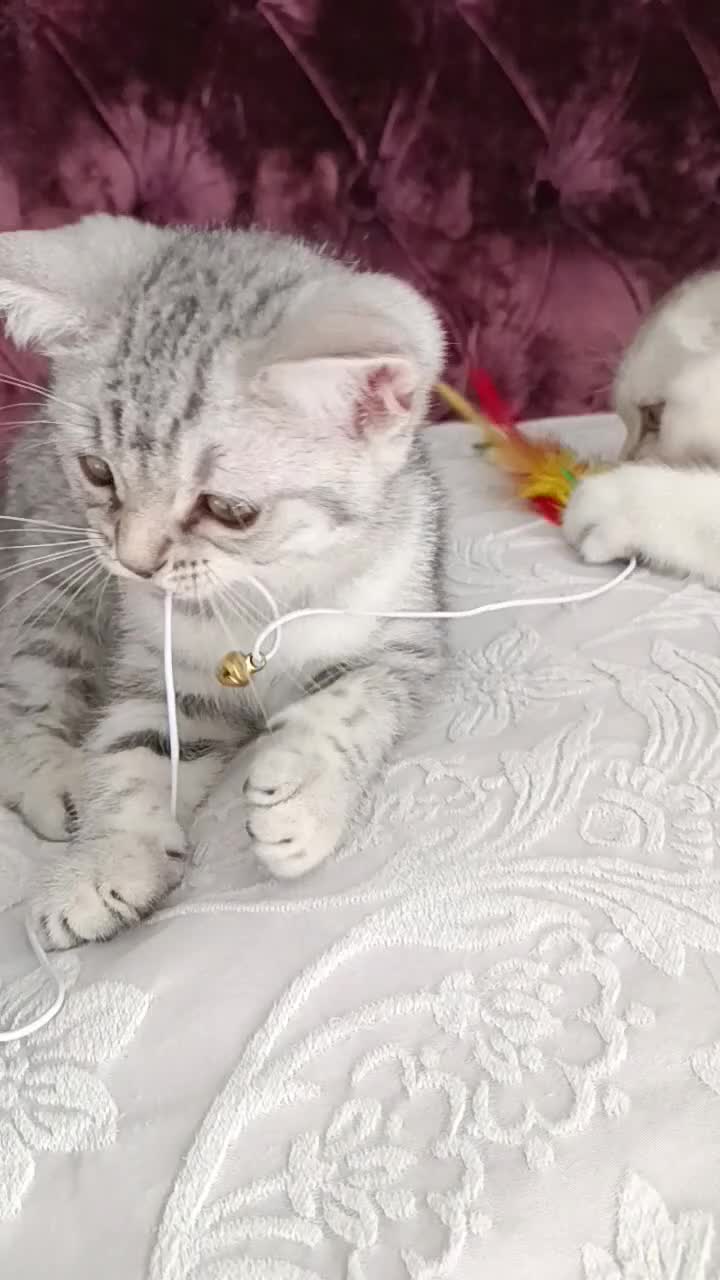 British Shorthair cats for sale: Lovely kittens  - Video 2