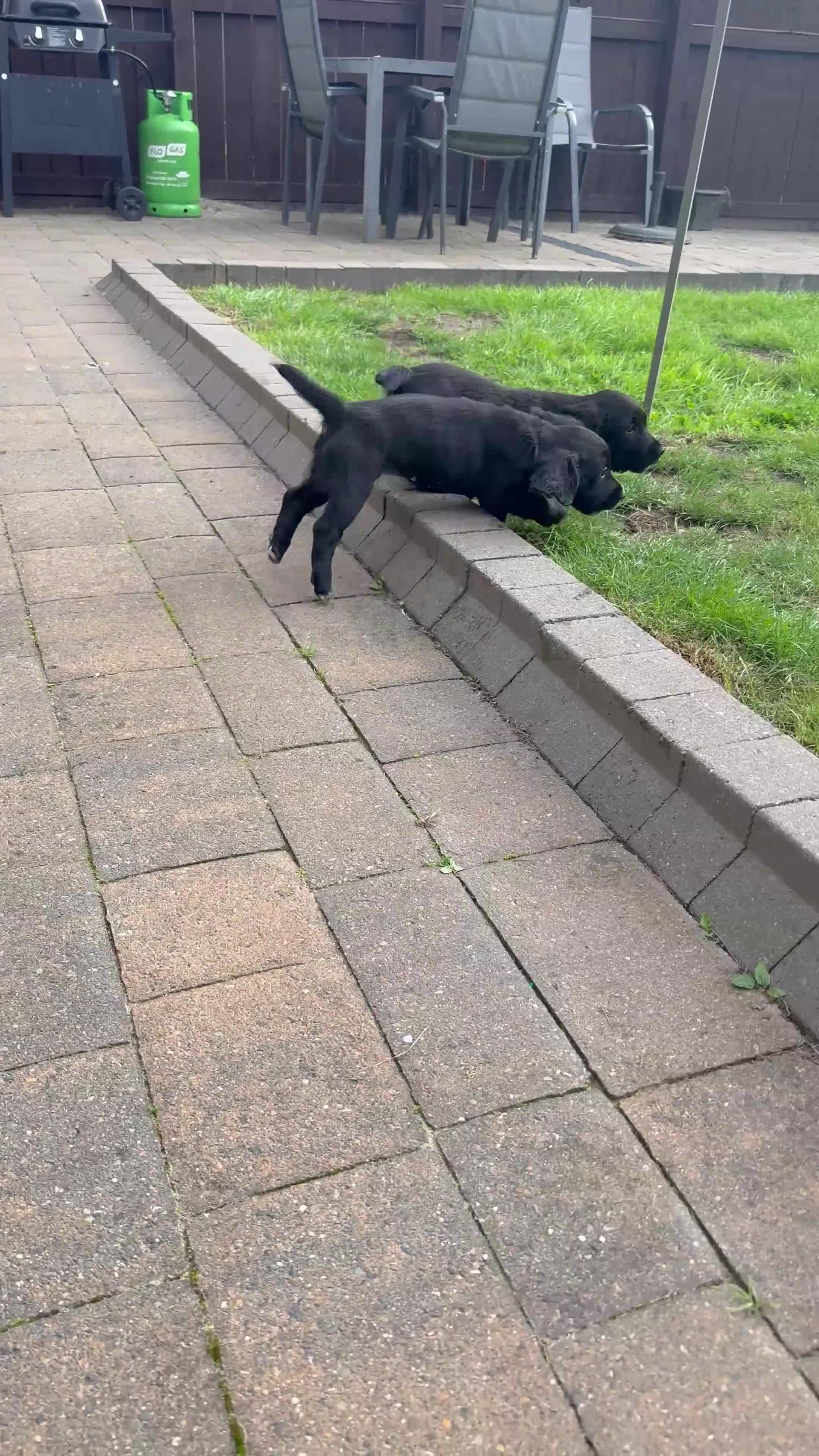 Cocker Spaniel dogs for sale: Working Cocker Spaniel pups in Houghton le Spring - Video 2