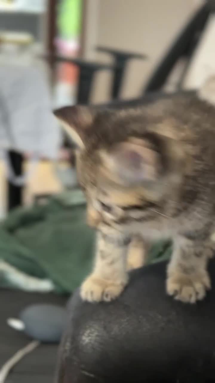 Mixed Breed cats for sale: Cute Kittens - Video 1