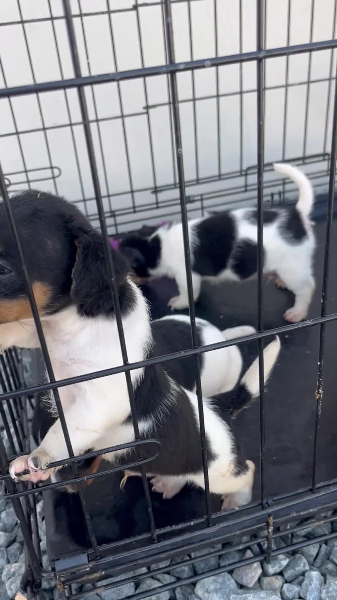 Jack Russell dogs for sale: 5 adorable Jack Russell puppies 🐶❤️ - Video 1