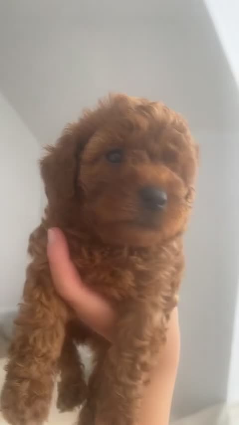 Cavapoo dogs for sale: Cavapoo puppies for sale  - Video 2