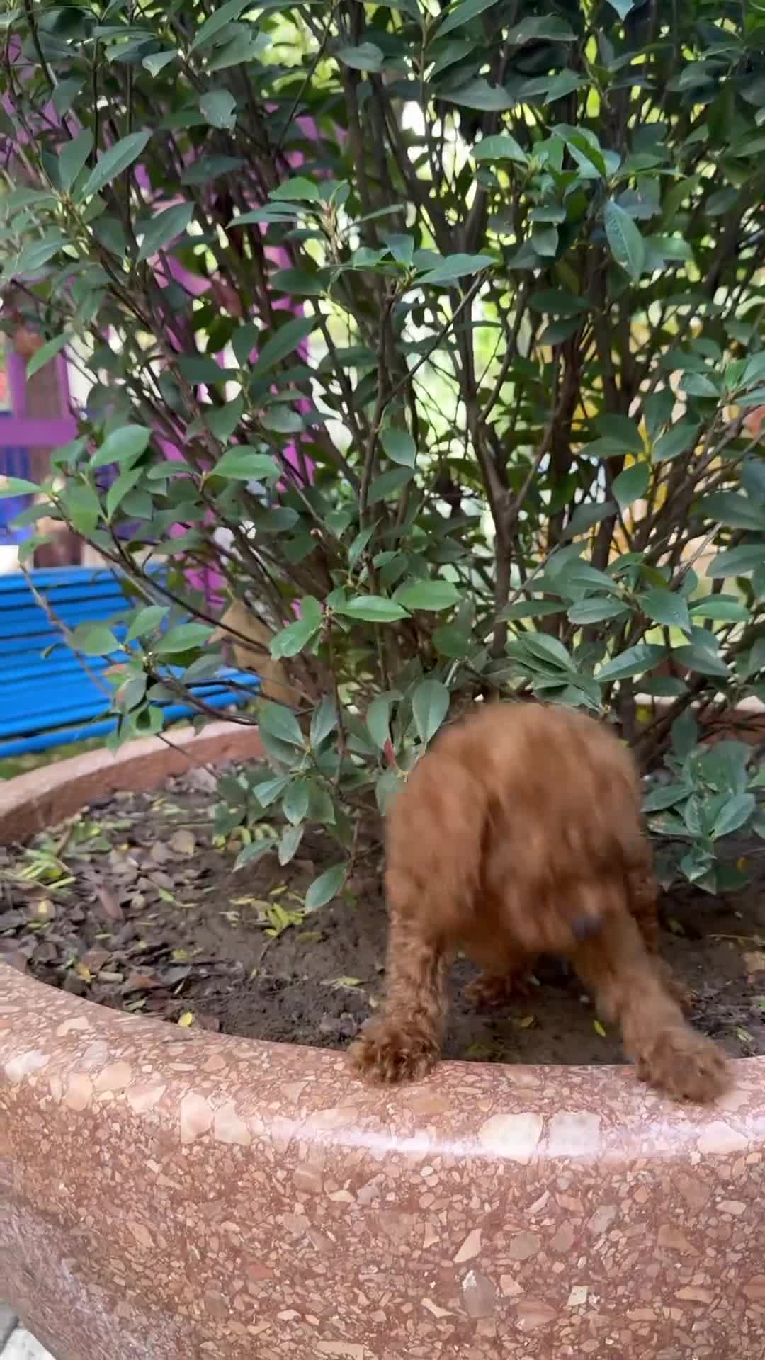 Toy Poodle dogs for sale: Adorable Toy Poodle Puppies  - Video 1