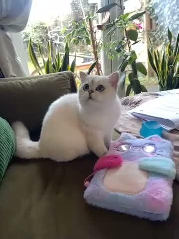 British Shorthair cats for sale: Silver shaded British shorthair female Kiwi in ELY - Video 1