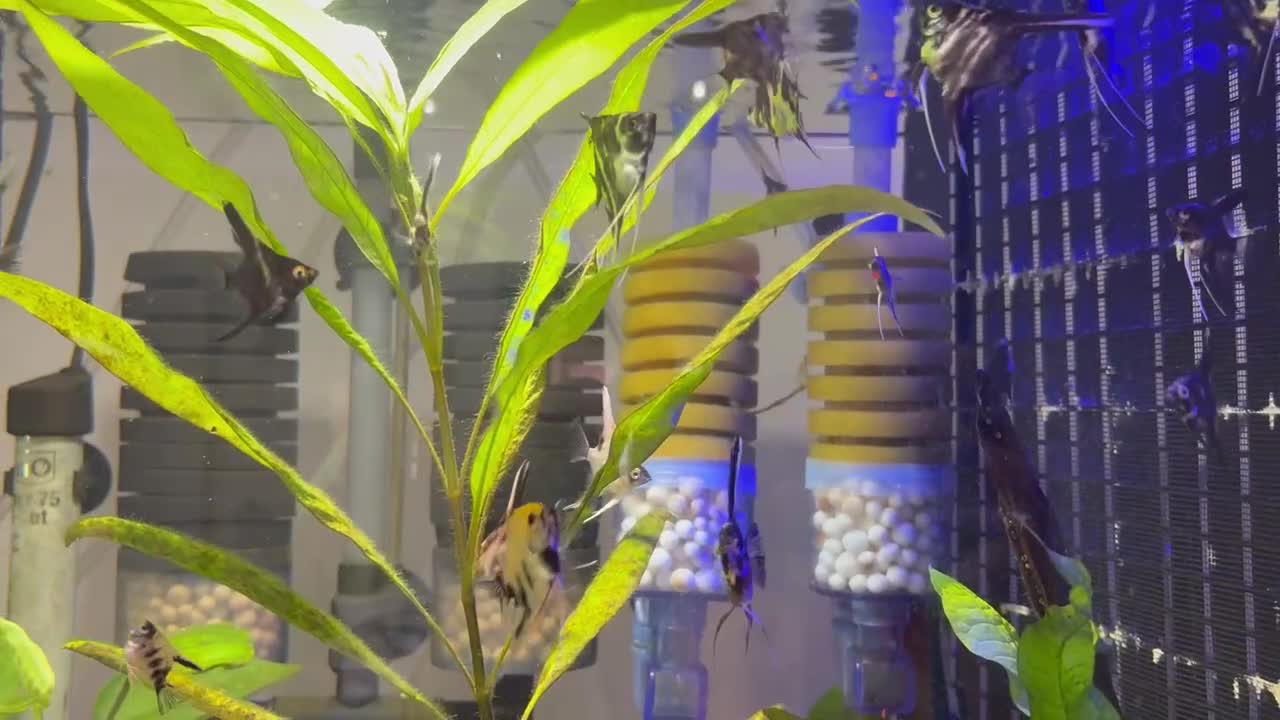 Angelfish fish for sale: Angelfish for Sale in Dagenham - Video 2