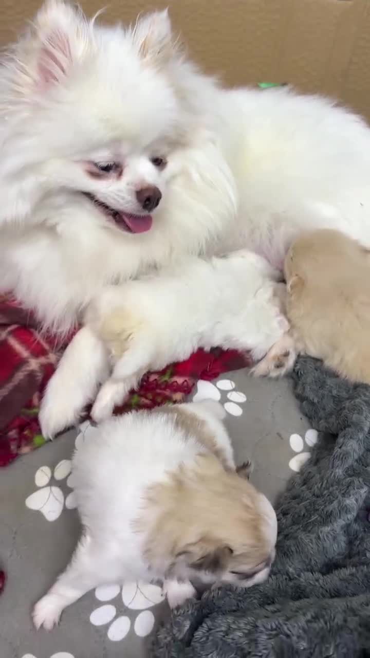 Pomeranian dogs for sale: Pomeranian  - Video 1