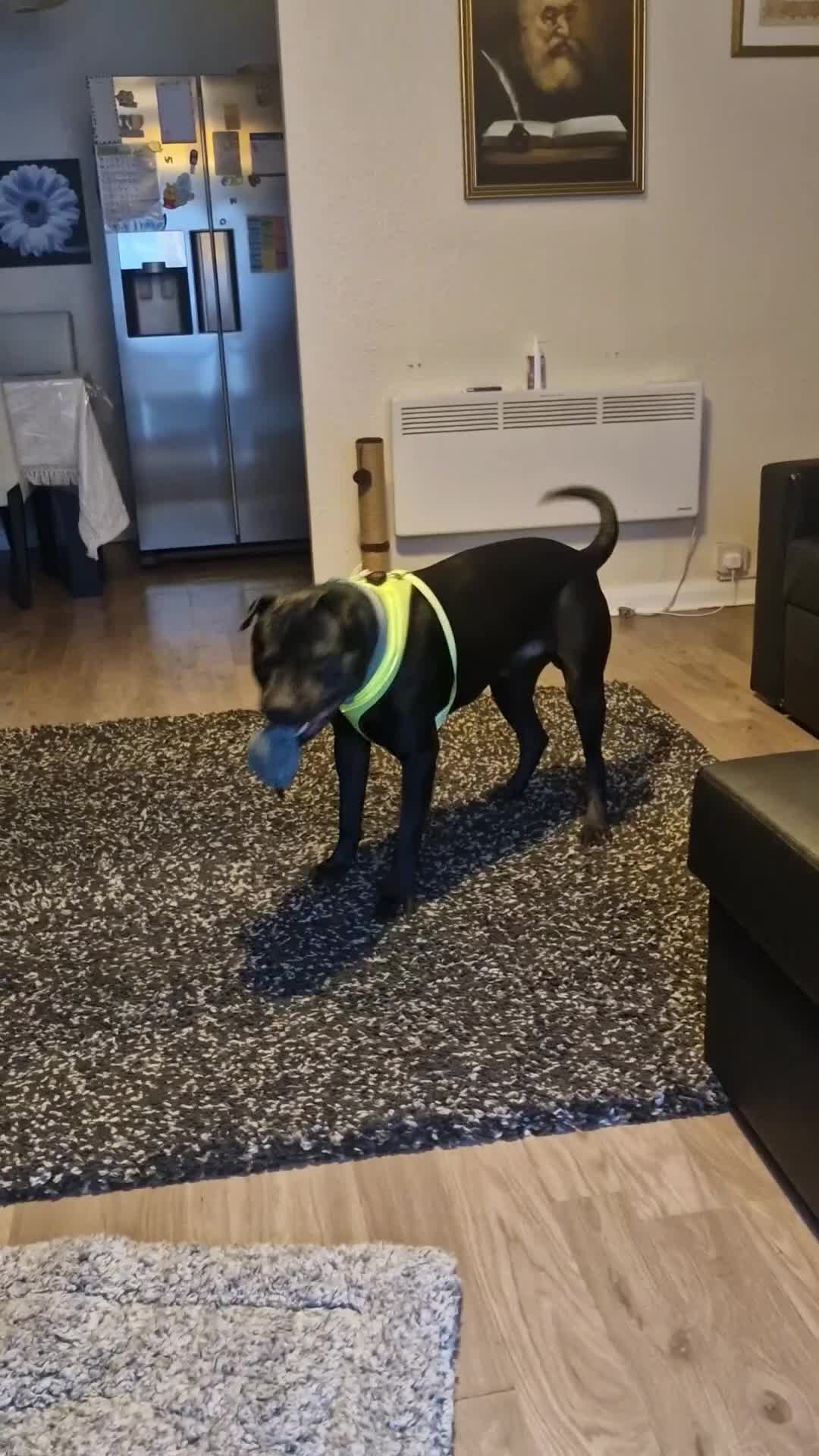 Mixed Breed dogs for sale: Staff x labourdor x charpai in Salford - Video 1