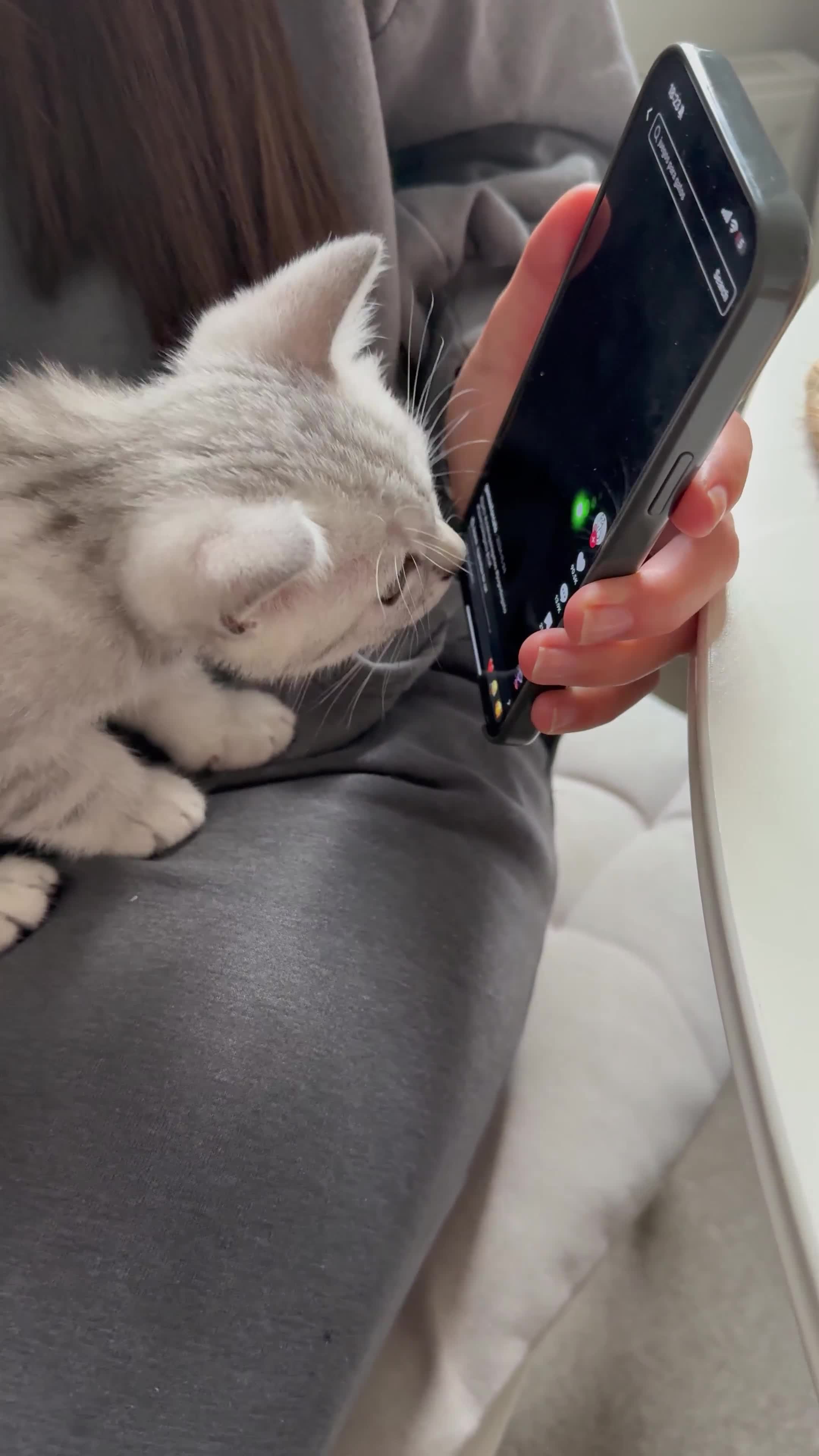 British Shorthair cats for sale: British shorthair adorable Kittens - Video 4