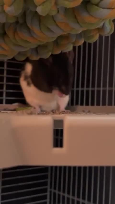 Rat rodents for sale: 2 rat girls for sale - Video 2