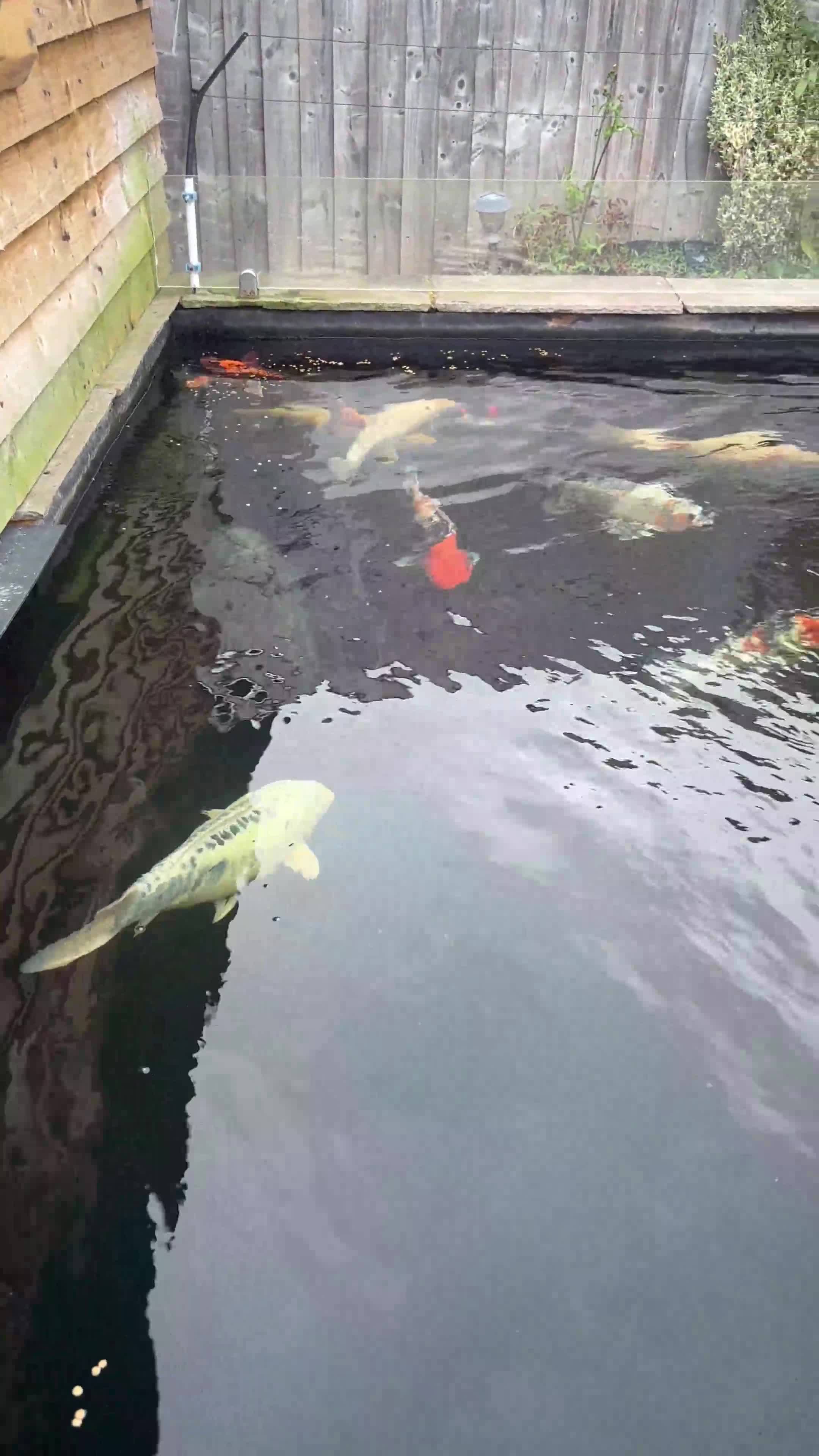 Pond Fish fish for sale: Koi Carp - Video 1