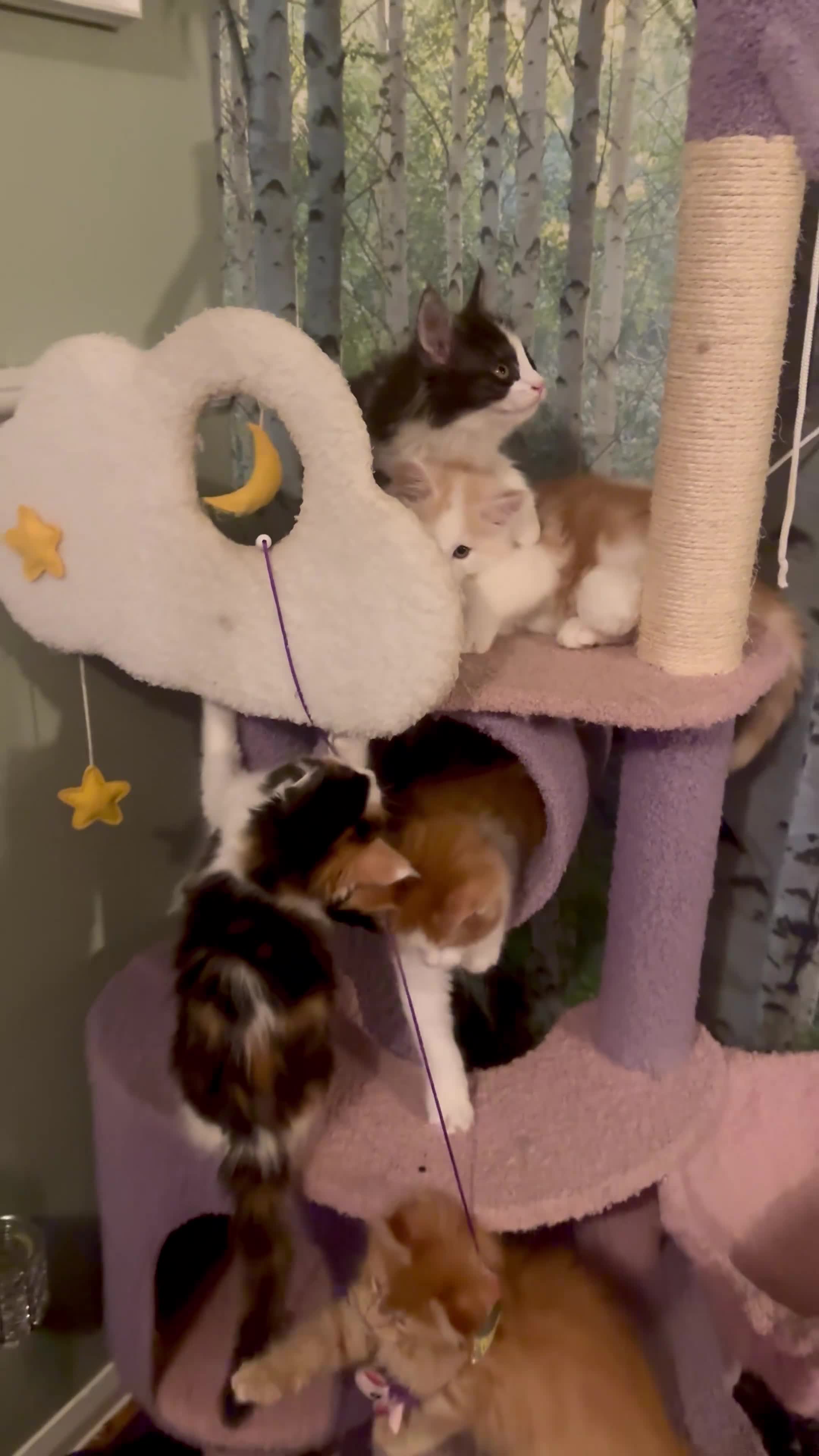 Maine Coon cats for sale: Stunning MaineCoon Kittens–Champion Bloodline - Video 1