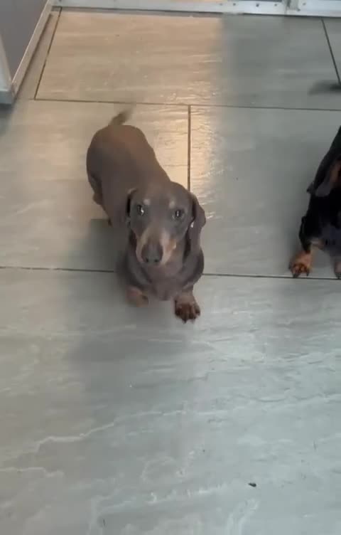 Dachshund dogs for sale: Mini Dachshund boy Slinky - Video 1