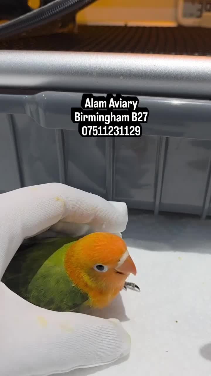 Lovebirds birds for sale: Hand Tame Lovebird various Mutations - Video 2