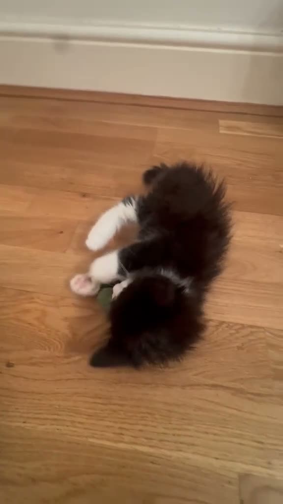 Mixed Breed cats for sale: girl kitten - Video 2