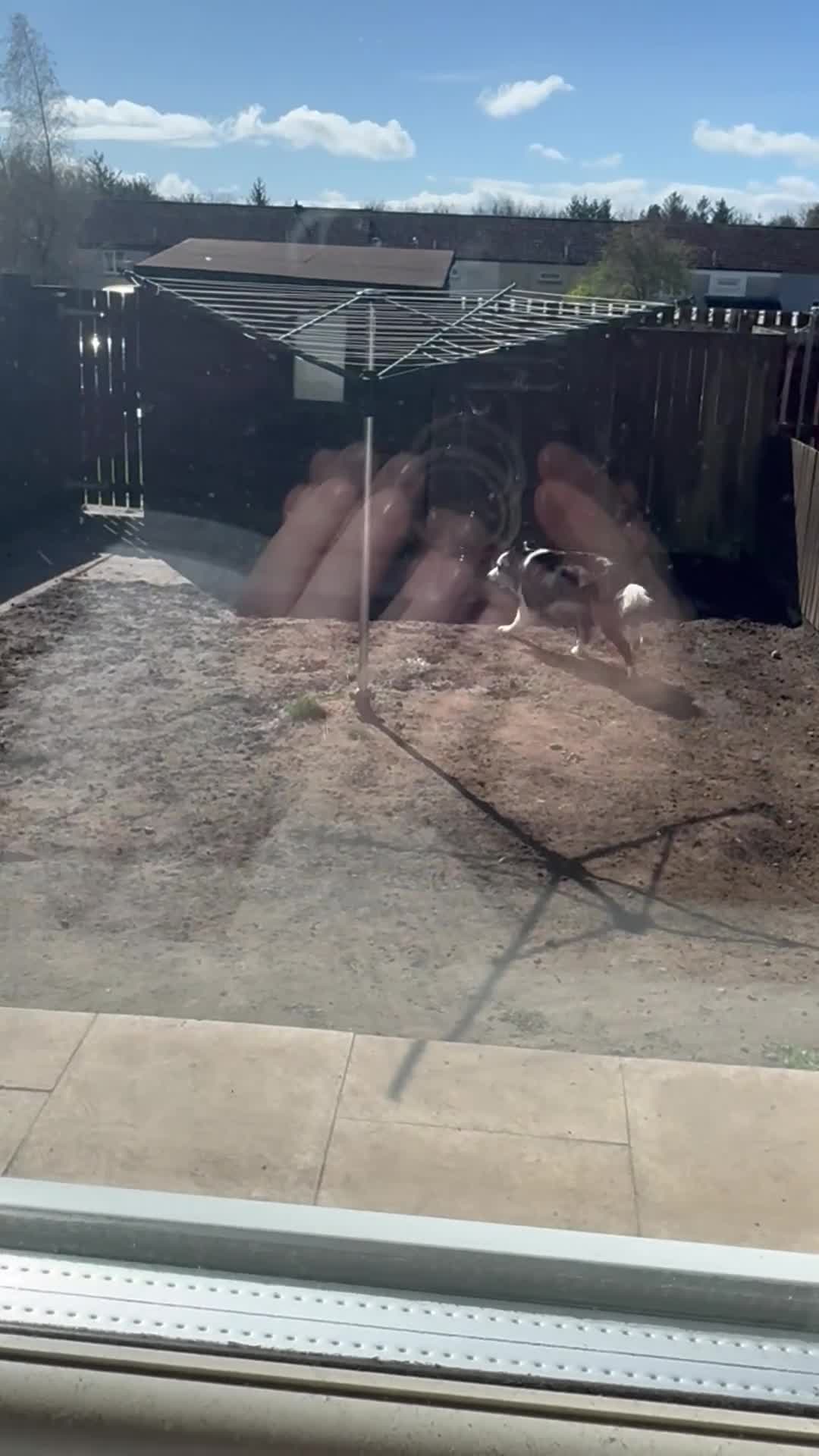 Border Collie dogs for stud: Rock  in Glenrothes - Video 1