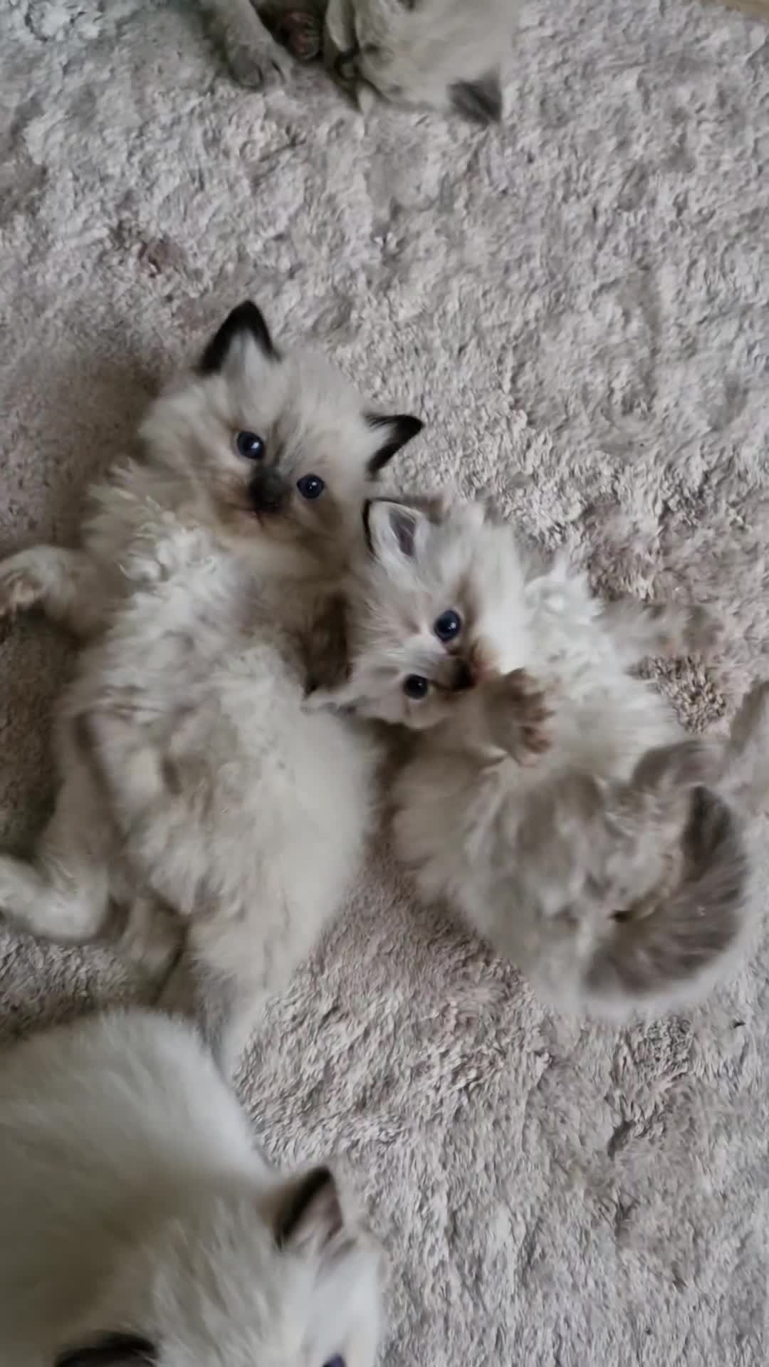 Ragdoll cats for sale: 🐾 Gorgeous Ragdoll Kittens.Ready 22nd December 🐾 - Video 2