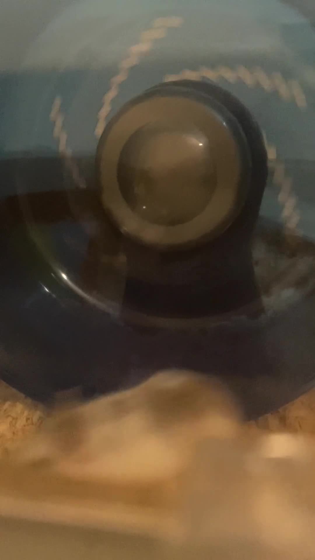 Hamster rodents for sale: Roboroski Hamster - Video 1
