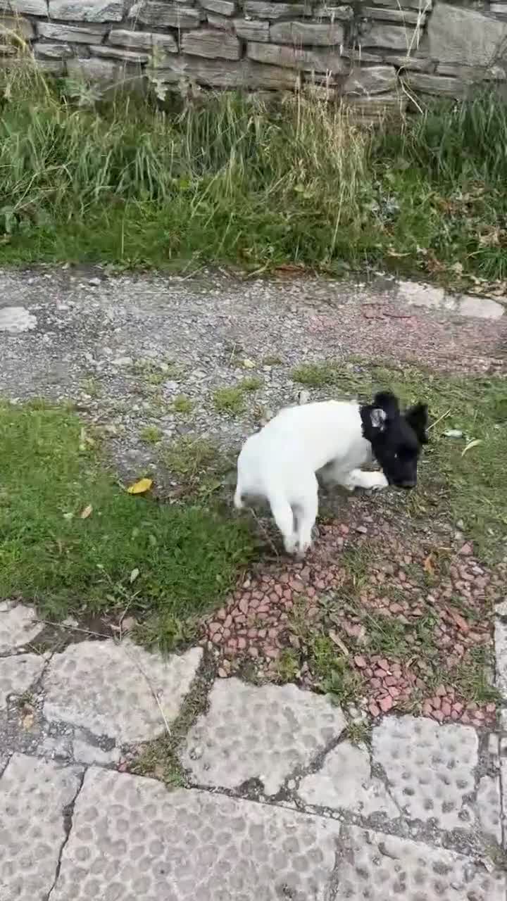English Springer Spaniel dogs for sale: KC Registered Springer Spaniel Pup 4 Month Old - Video 1