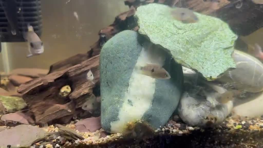 Cichlids fish for sale: Topaz Cichlid  - Video 1