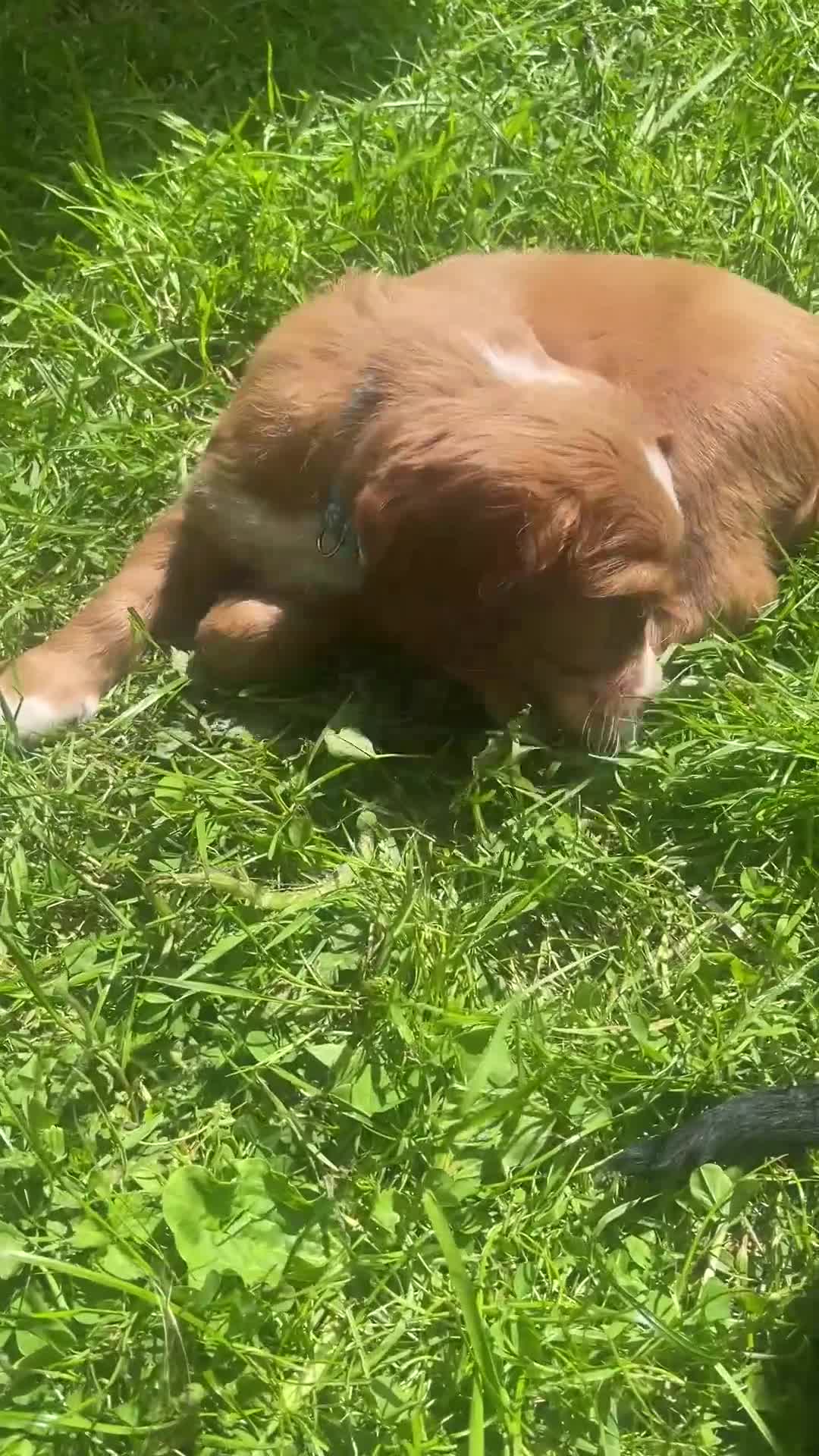 Cocker Spaniel dogs for sale: KC Reg Beautiful Working Cocker puppies DNA tested - Video 4