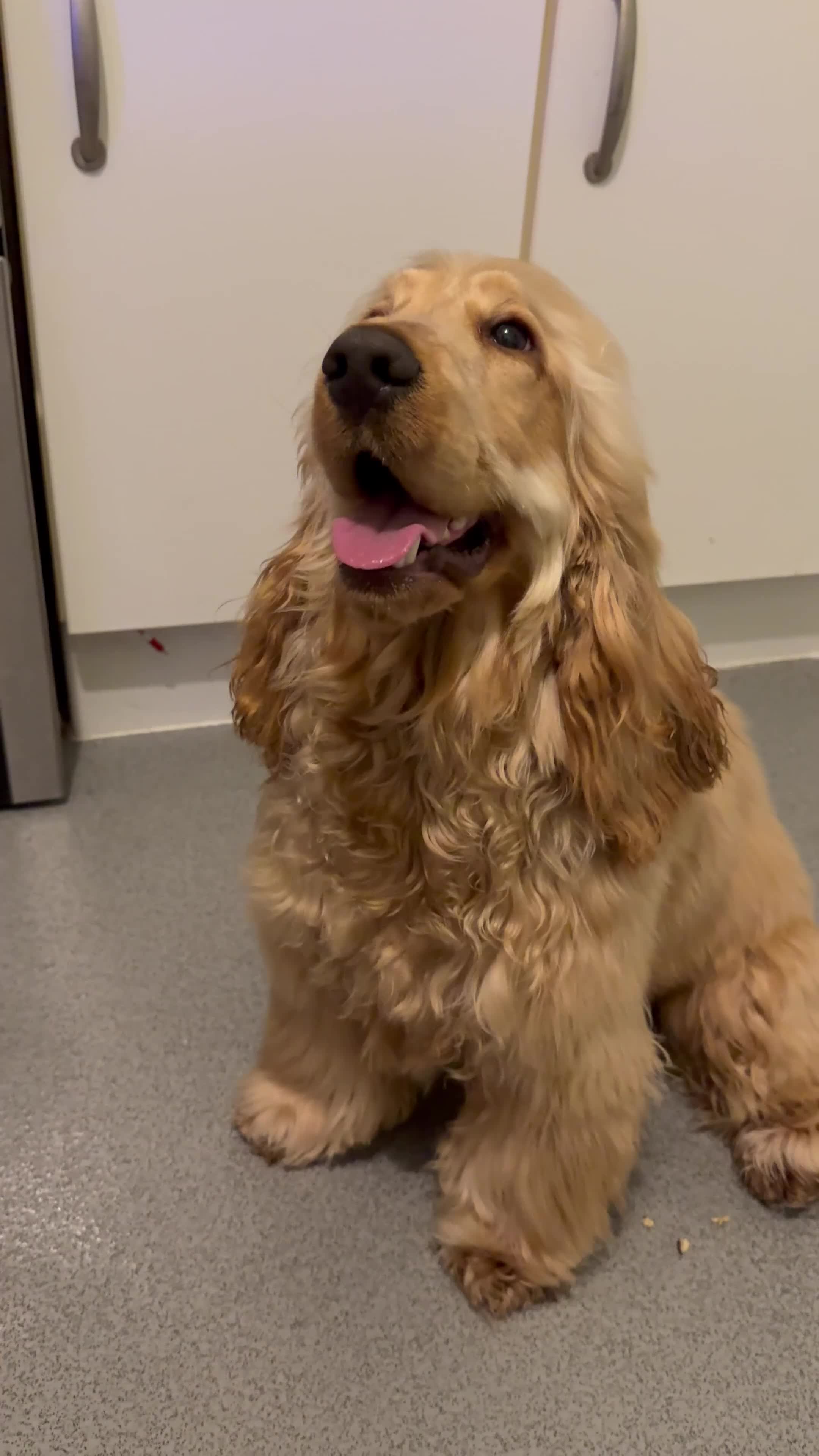 Cocker Spaniel dogs for sale: KC Male Show Cocker Spaniel - Video 1