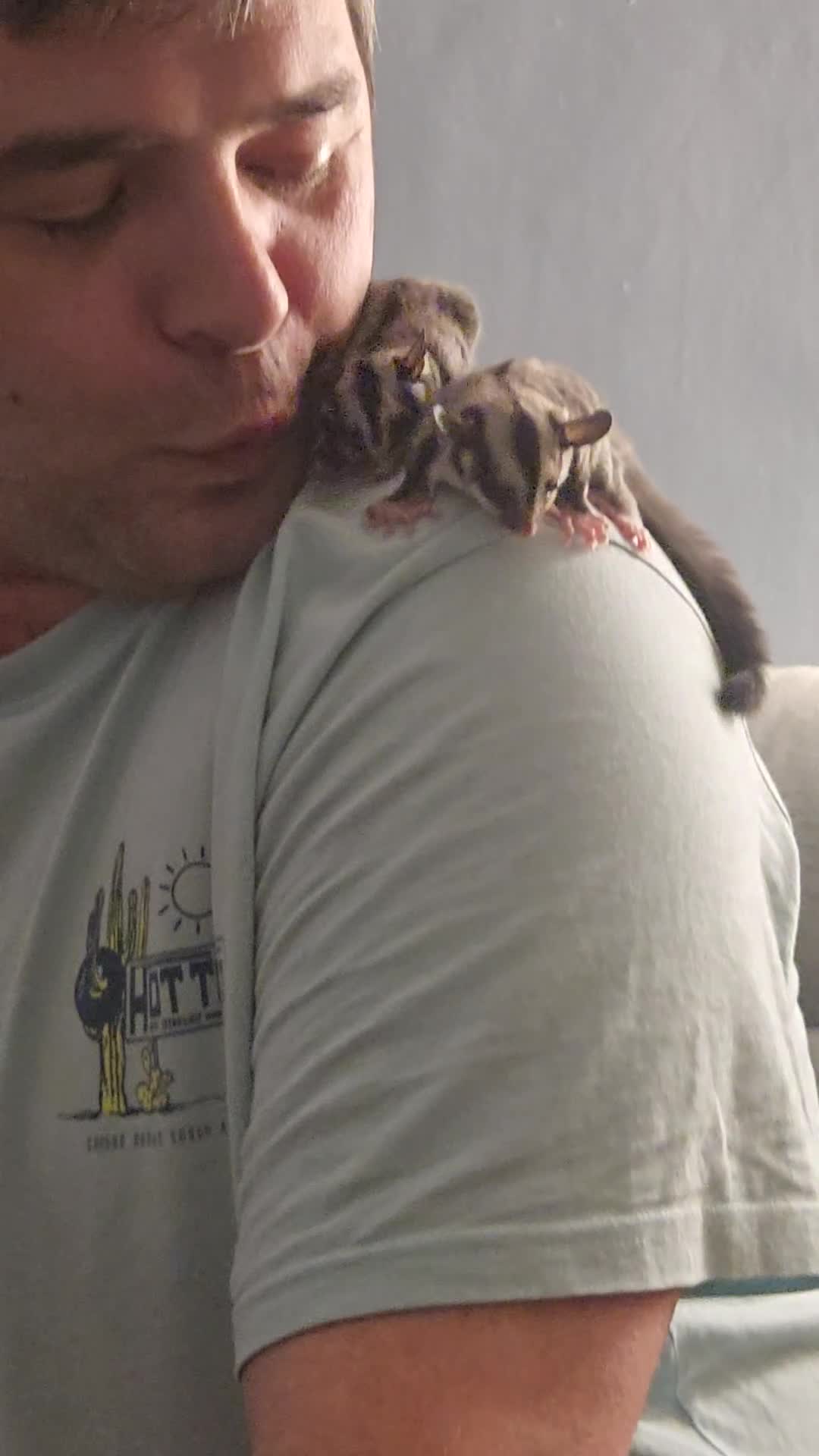 Sugar Glider rodents for sale: Sugar gliders - Video 2