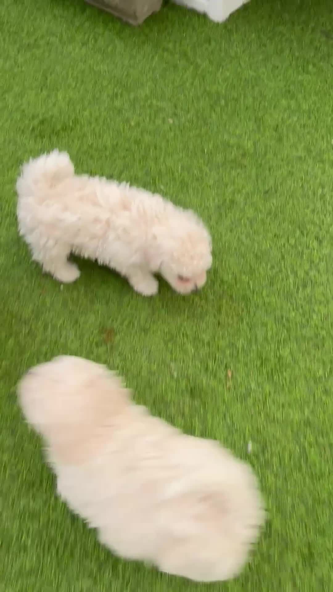 Shihpoo dogs for sale: Shihpoo - Video 2
